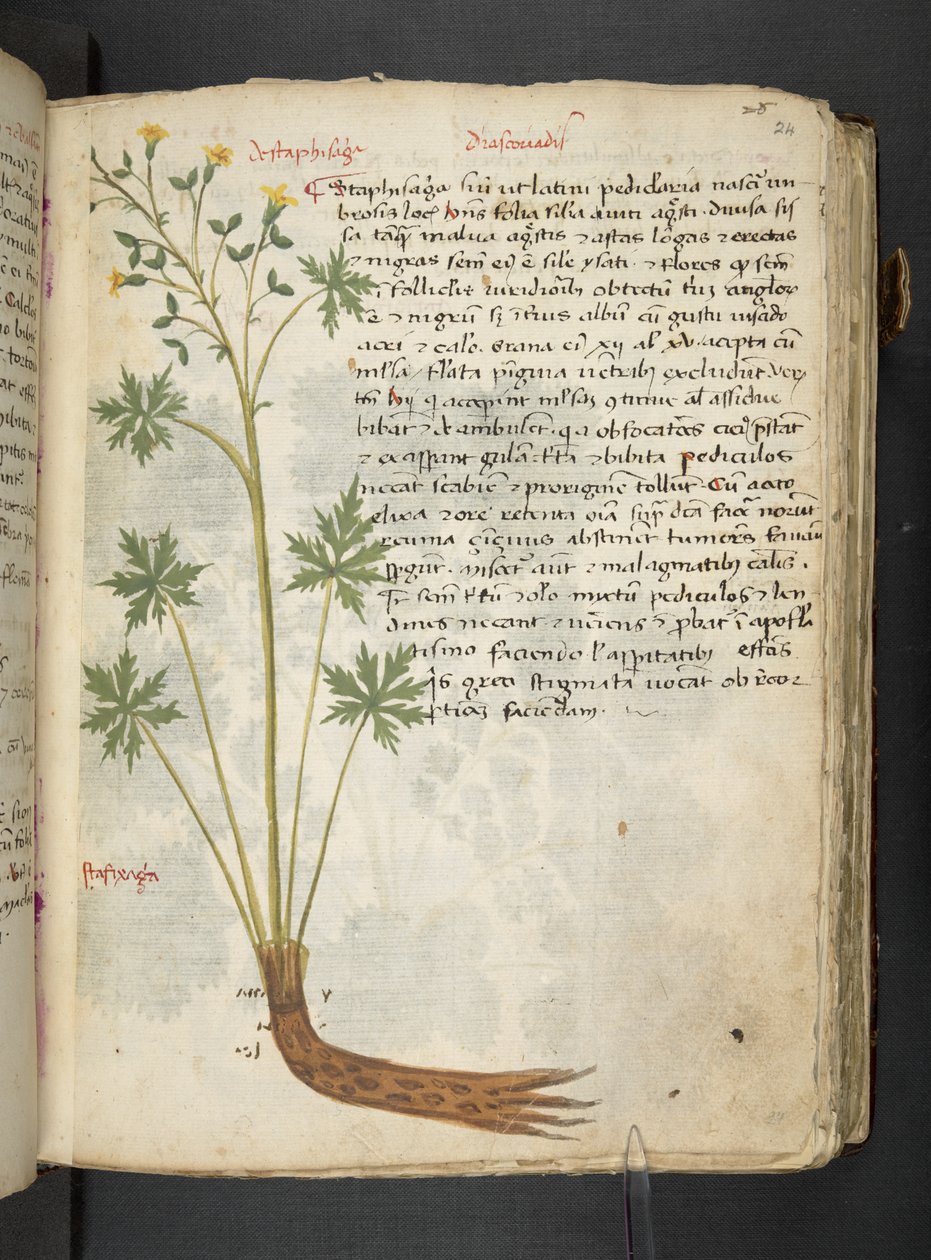 أضف MS 41623 "A herbal"، Belluno (حبر ولون على ورق) بواسطة المدرسة الايطالية