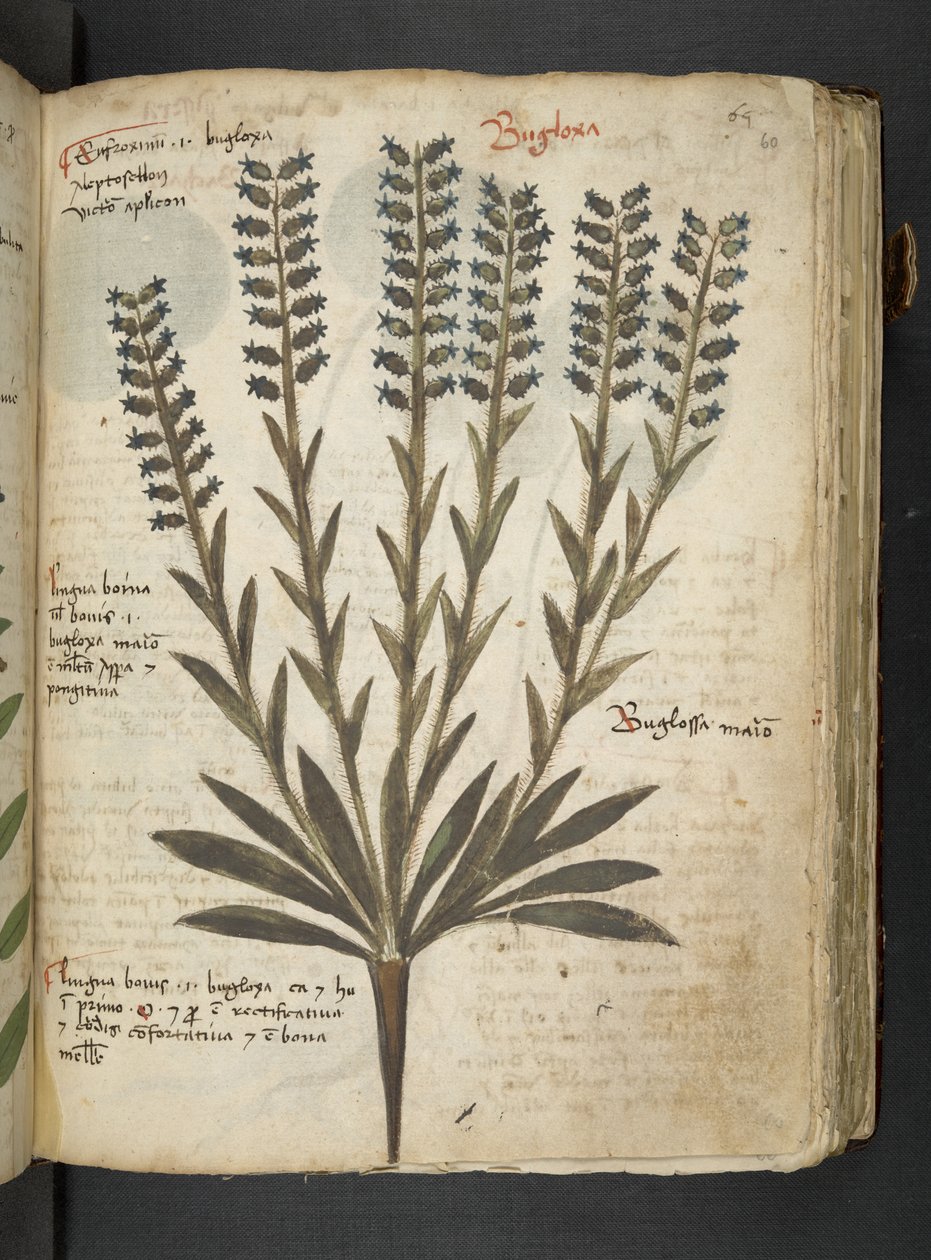 إضافة MS 41623 'Aherbal'، Belluno (حبر ولون على الرق) بواسطة المدرسة الايطالية