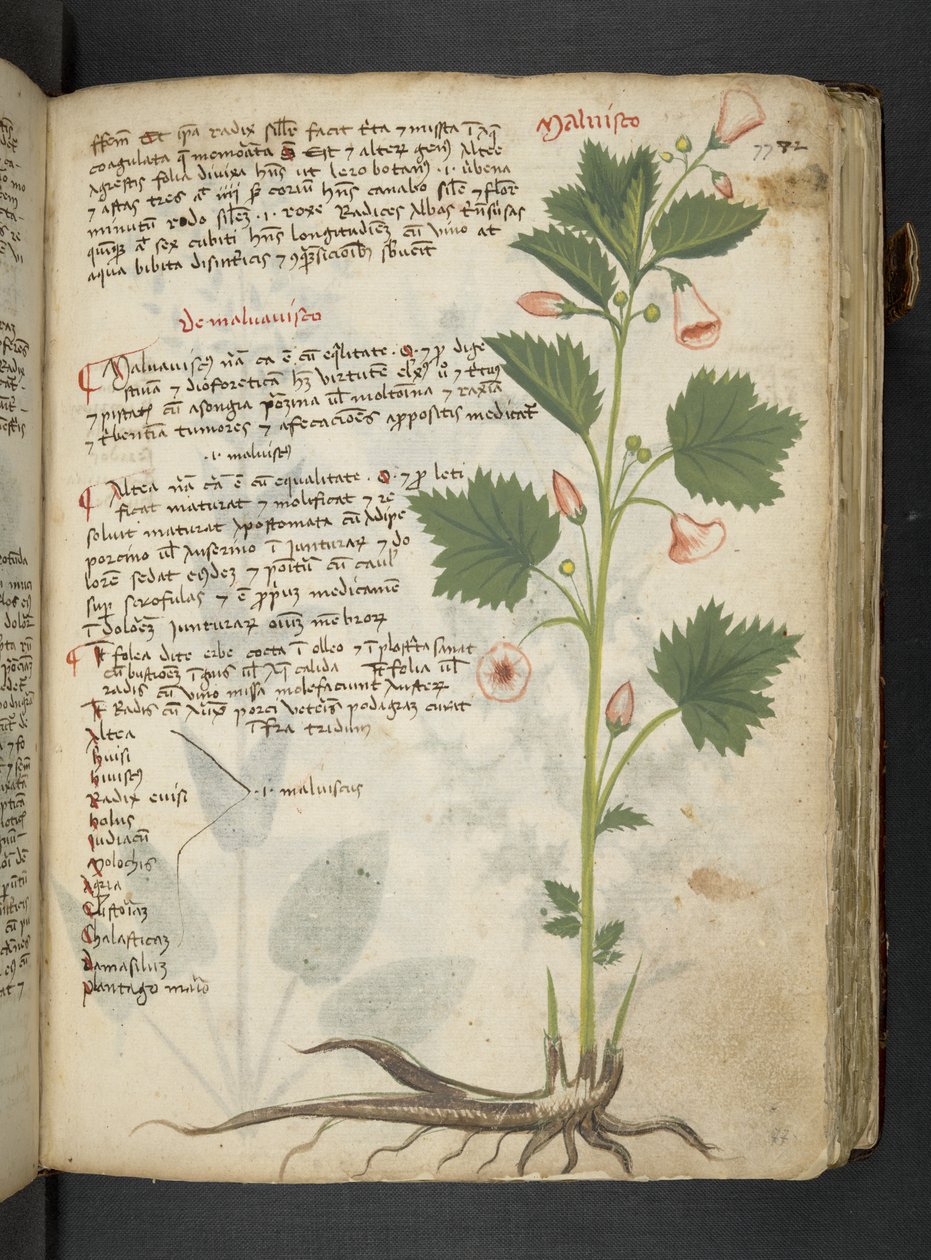 إضافة MS 41623 'Aherbal'، Belluno (حبر ولون على الرق) بواسطة المدرسة الايطالية