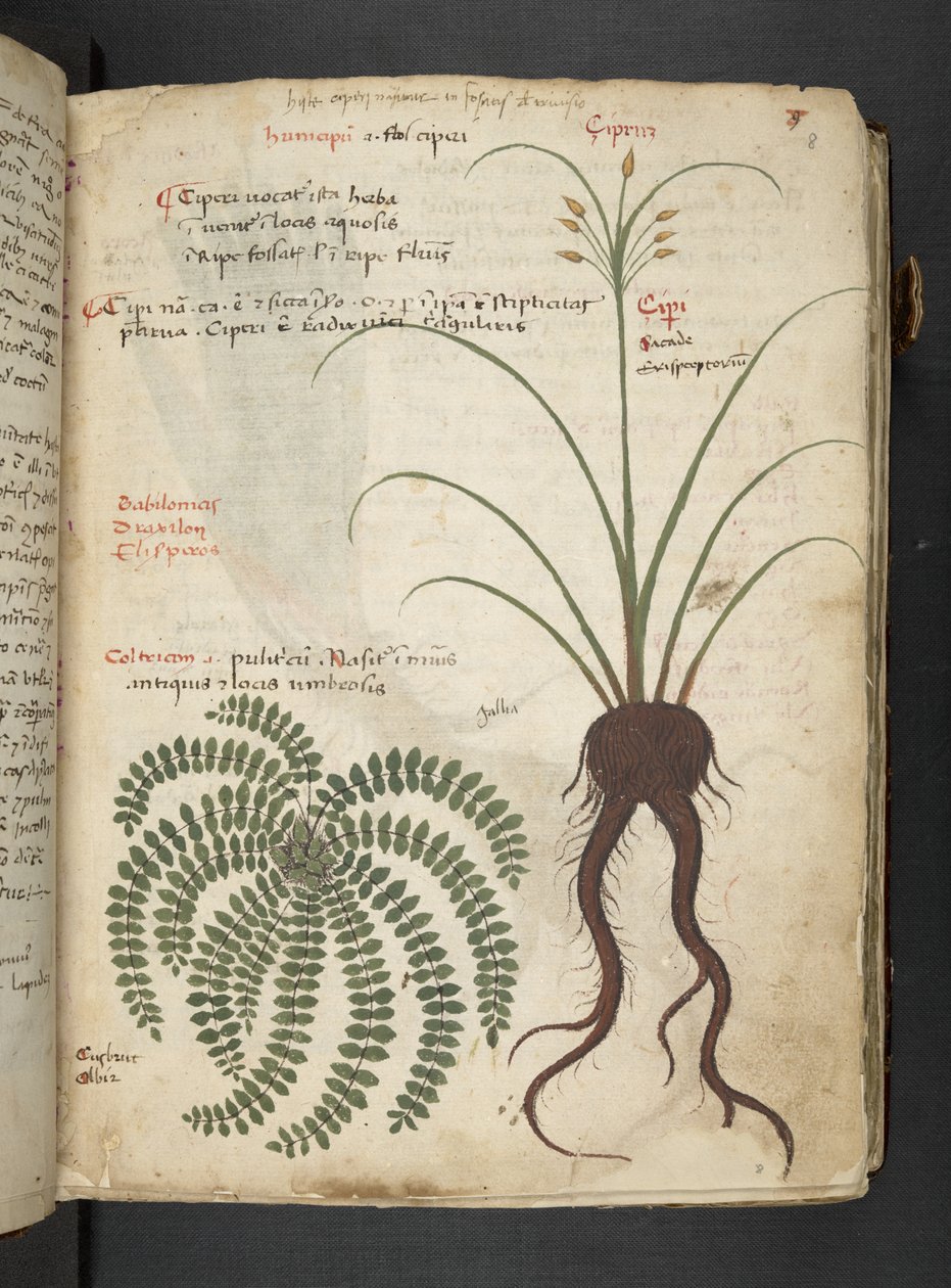 أضف MS 41623 "A herbal"، Belluno (حبر ولون على ورق) بواسطة المدرسة الايطالية