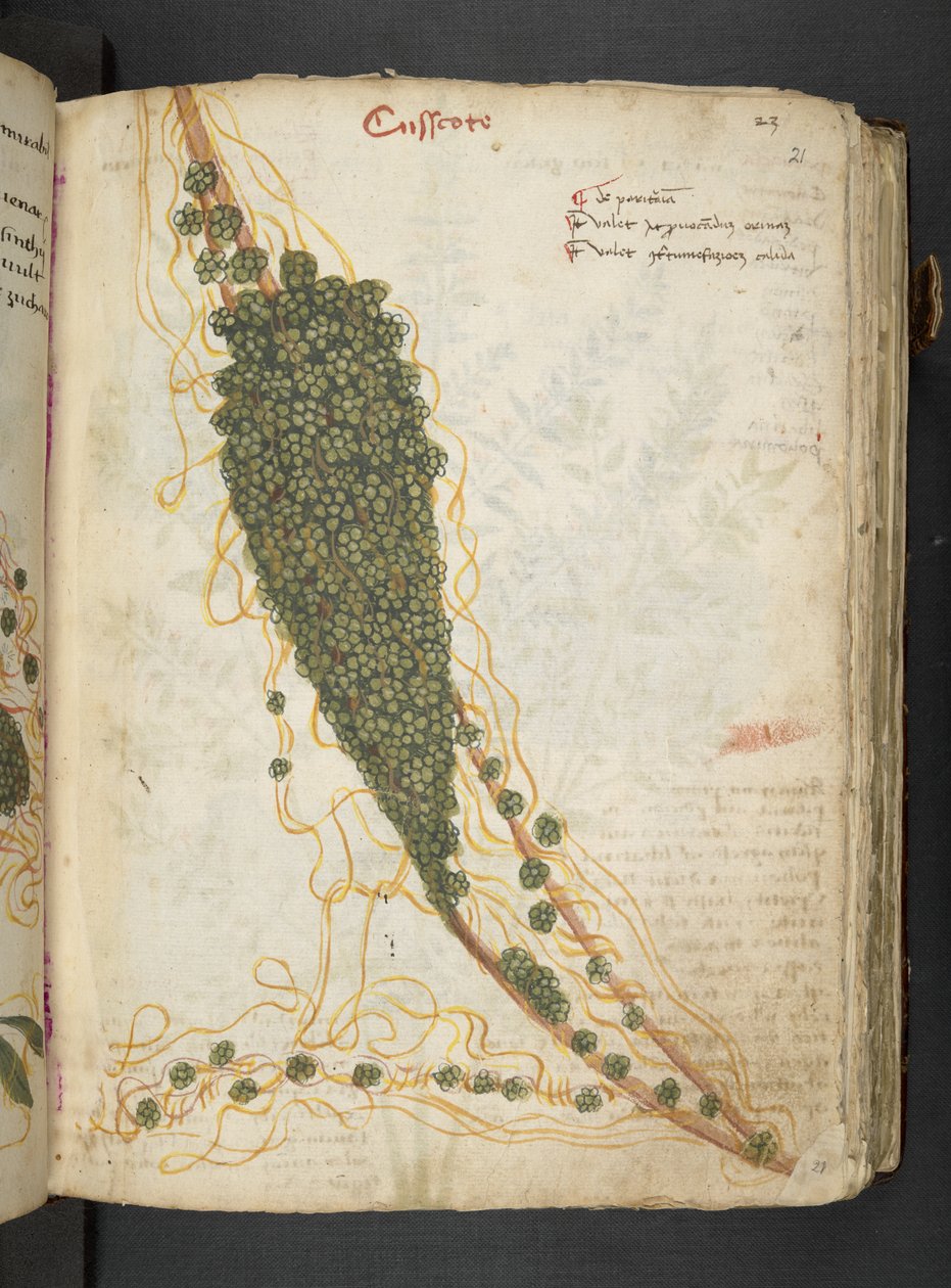أضف MS 41623 "A herbal"، Belluno (حبر ولون على ورق) بواسطة المدرسة الايطالية