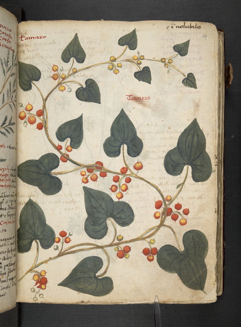 أضف MS 41623 