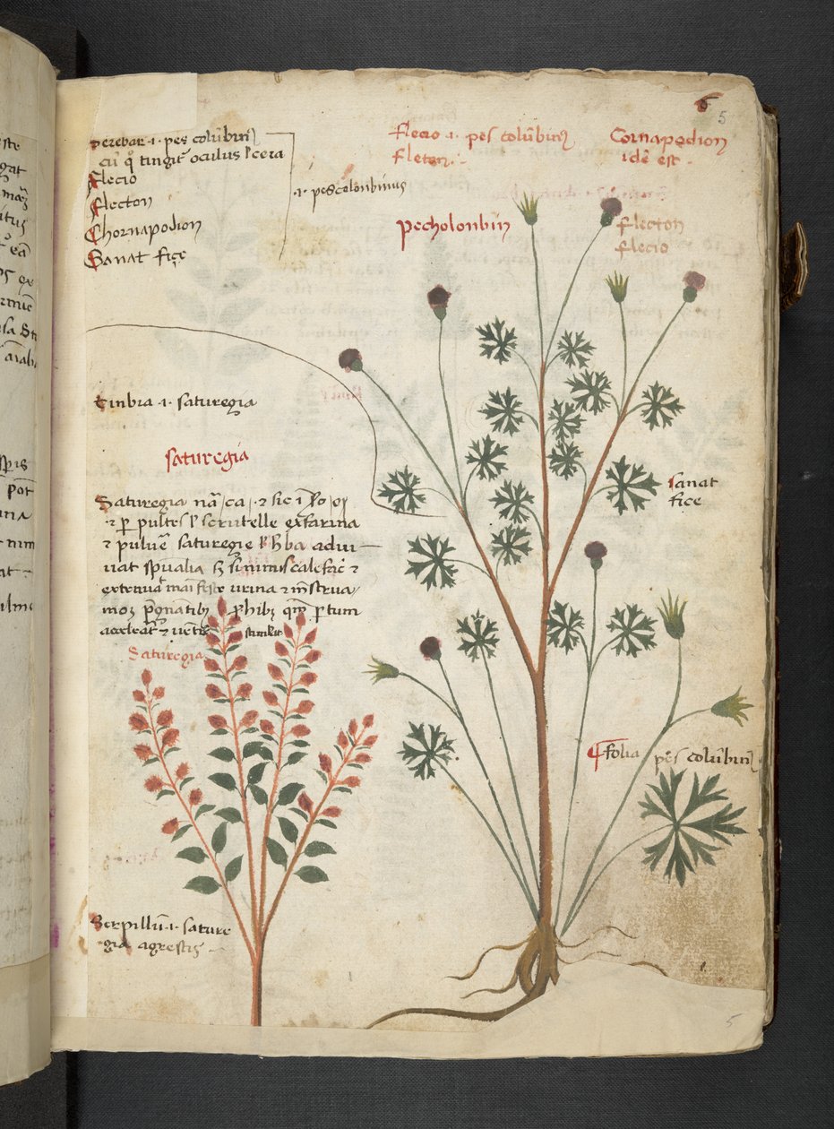 إضافة MS 41623 'Aherbal'، Belluno (حبر ولون على الرق) بواسطة المدرسة الايطالية