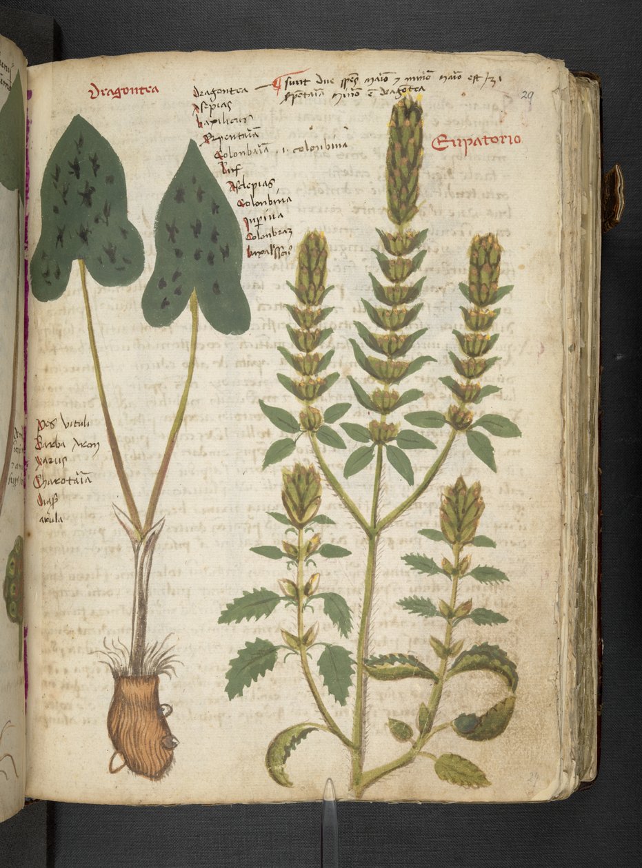 أضف MS 41623 "A herbal"، Belluno (حبر ولون على ورق) بواسطة المدرسة الايطالية