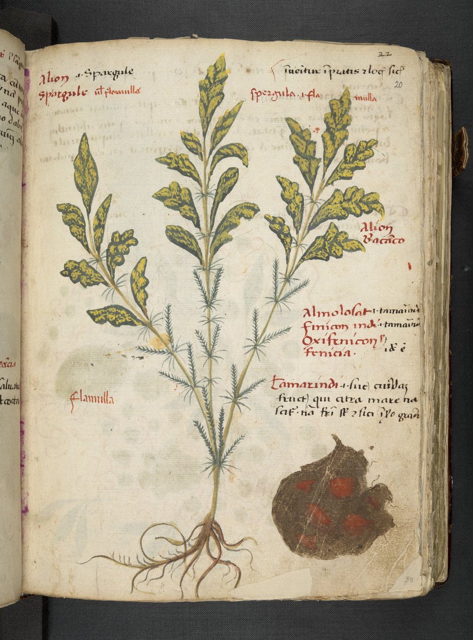 أضف MS 41623 "A herbal"، Belluno (حبر ولون على ورق) بواسطة المدرسة الايطالية