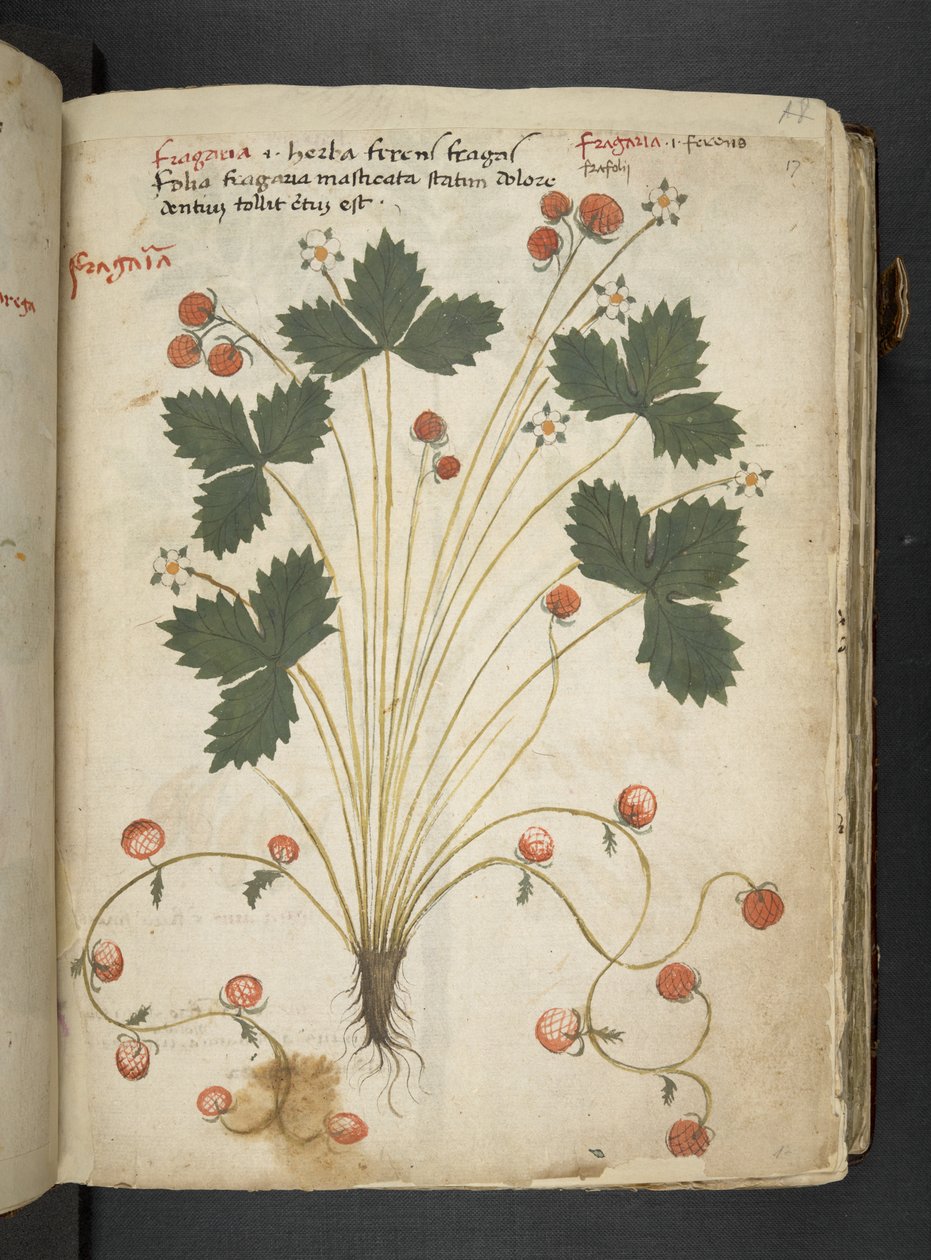 إضافة MS 41623 'Aherbal'، Belluno (حبر ولون على الرق) بواسطة المدرسة الايطالية