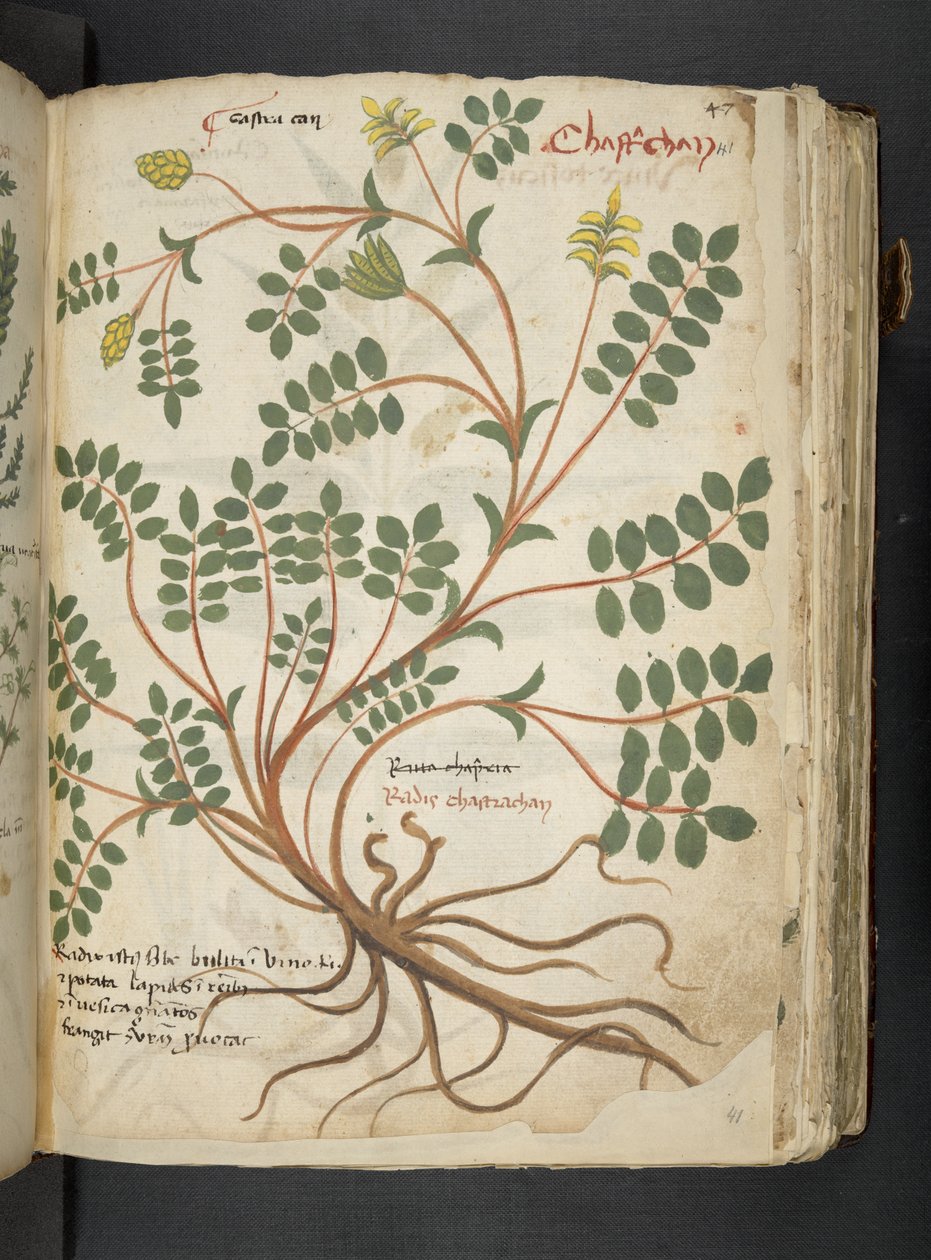 إضافة MS 41623 'Aherbal'، Belluno (حبر ولون على الرق) بواسطة المدرسة الايطالية