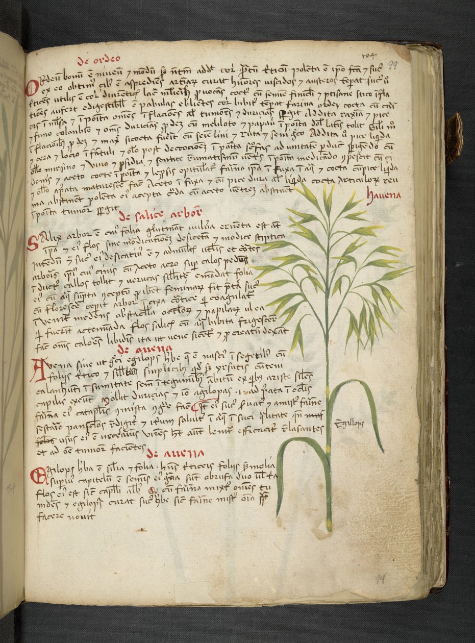 أضف MS 41623 "A herbal"، Belluno (حبر ولون على ورق) بواسطة المدرسة الايطالية