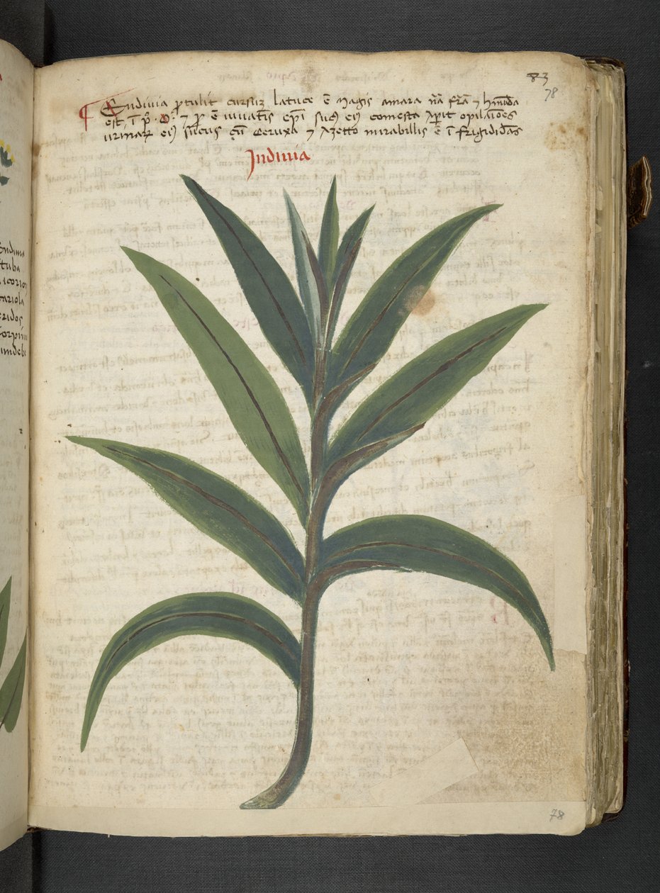 أضف MS 41623 "A herbal"، Belluno (حبر ولون على ورق) بواسطة المدرسة الايطالية
