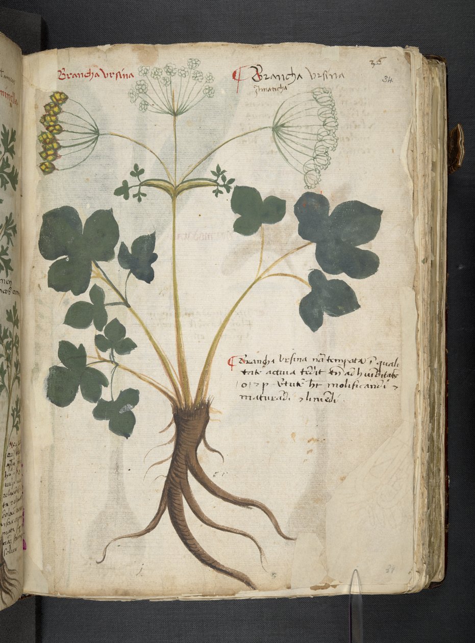 أضف MS 41623 "A herbal"، Belluno (حبر ولون على ورق) بواسطة المدرسة الايطالية