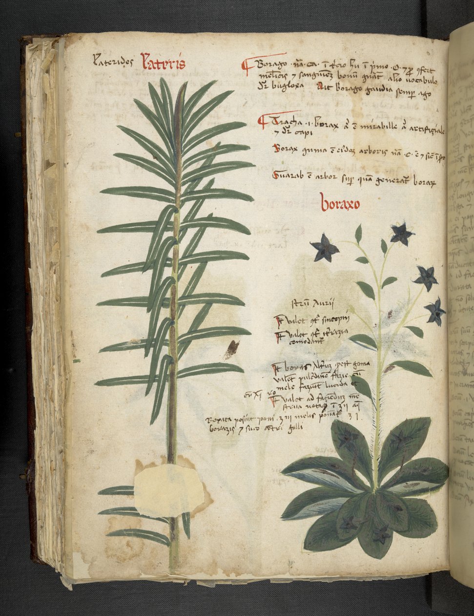 أضف MS 41623 Boraxo (أو "Borage") من "A herbal" ، Belluno (الحبر واللون على ورق الرق) بواسطة المدرسة الايطالية