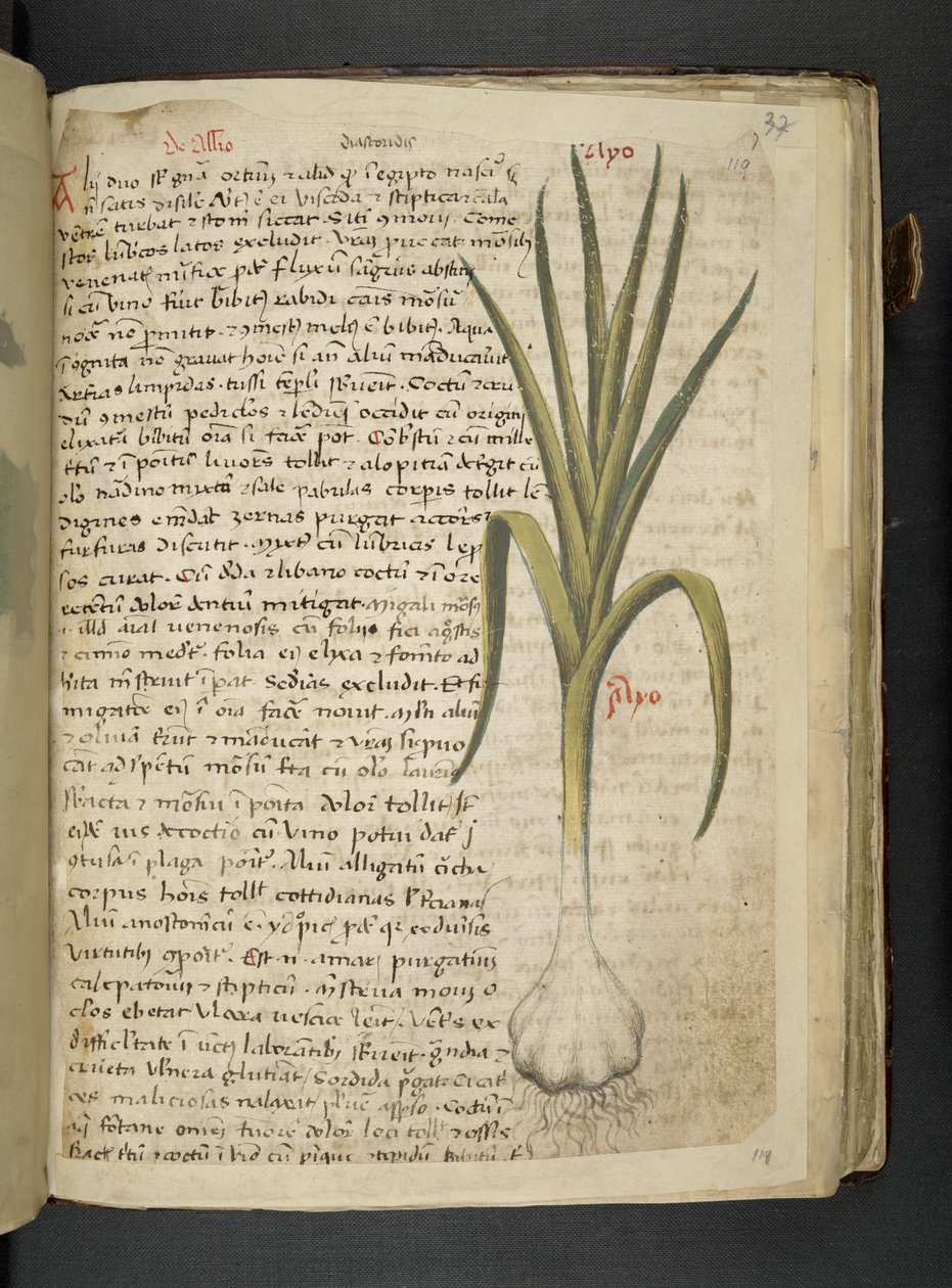 أضف MS 41623 De Allio ، "A Herbal" ، Belluno (حبر ولون على ورق) بواسطة المدرسة الايطالية