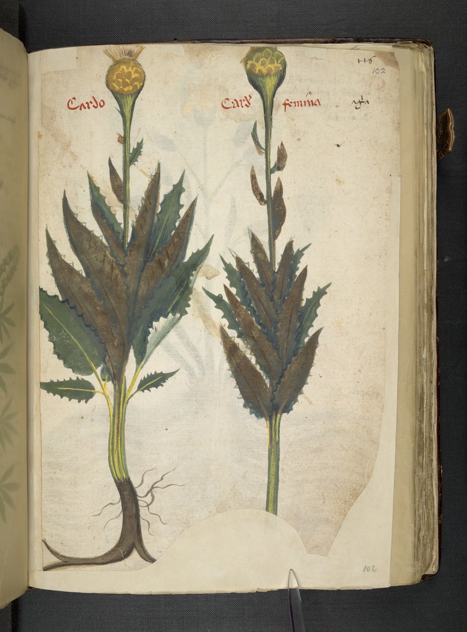 أضف MS 41623 f.102r Cardo 