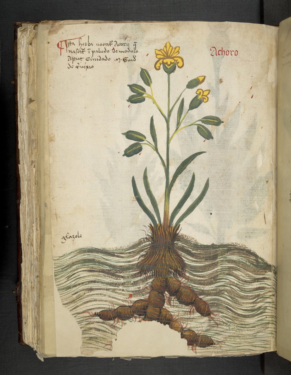 أضف MS 41623 f.102v Achoro ، من "A herbal" ، Belluno (حبر ولون على ورق) بواسطة المدرسة الايطالية