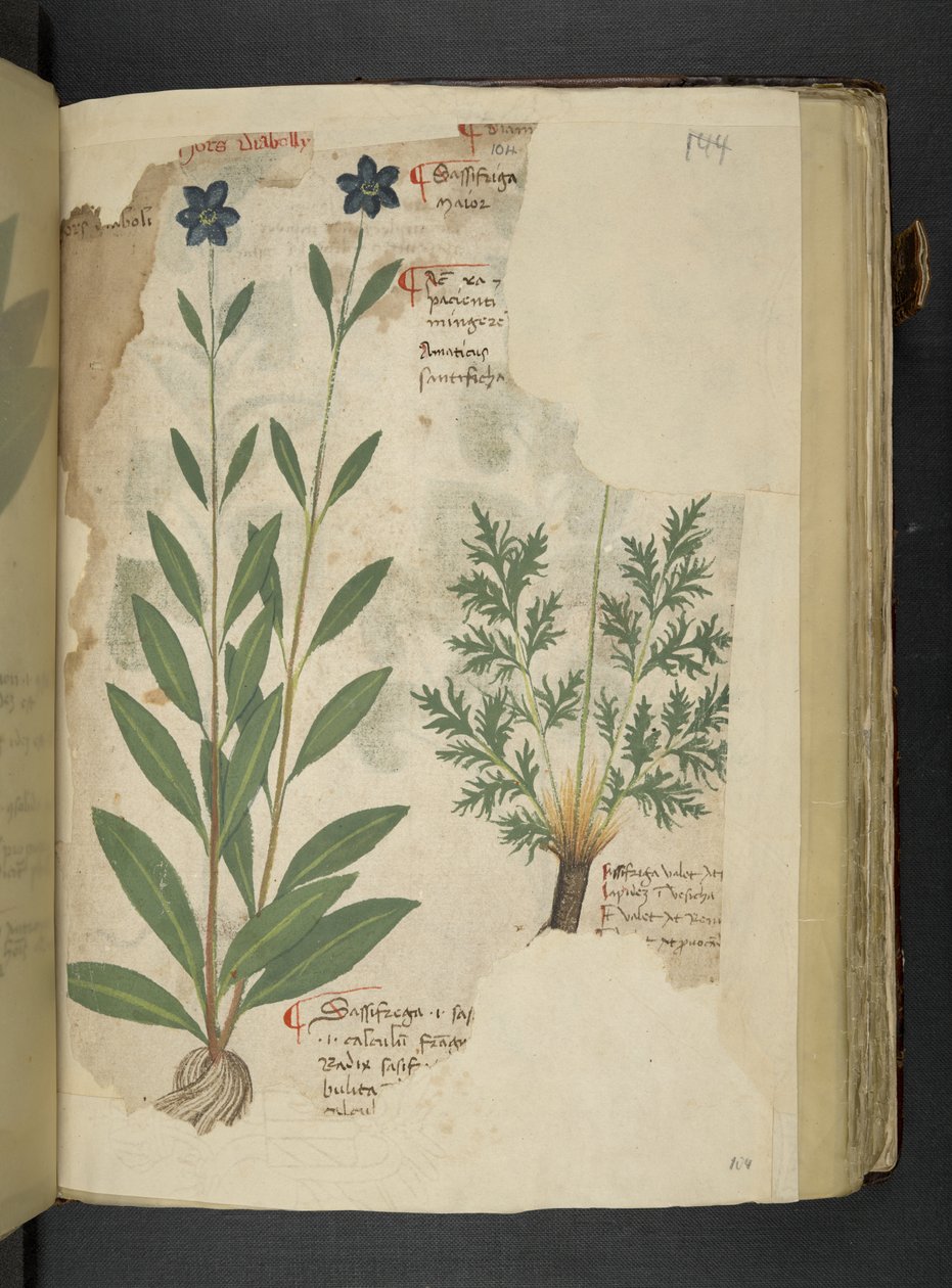 إضافة MS 41623 f.104r Sassifraga، من 'Aherbal'، Belluno (حبر ولون على الرق) بواسطة المدرسة الايطالية