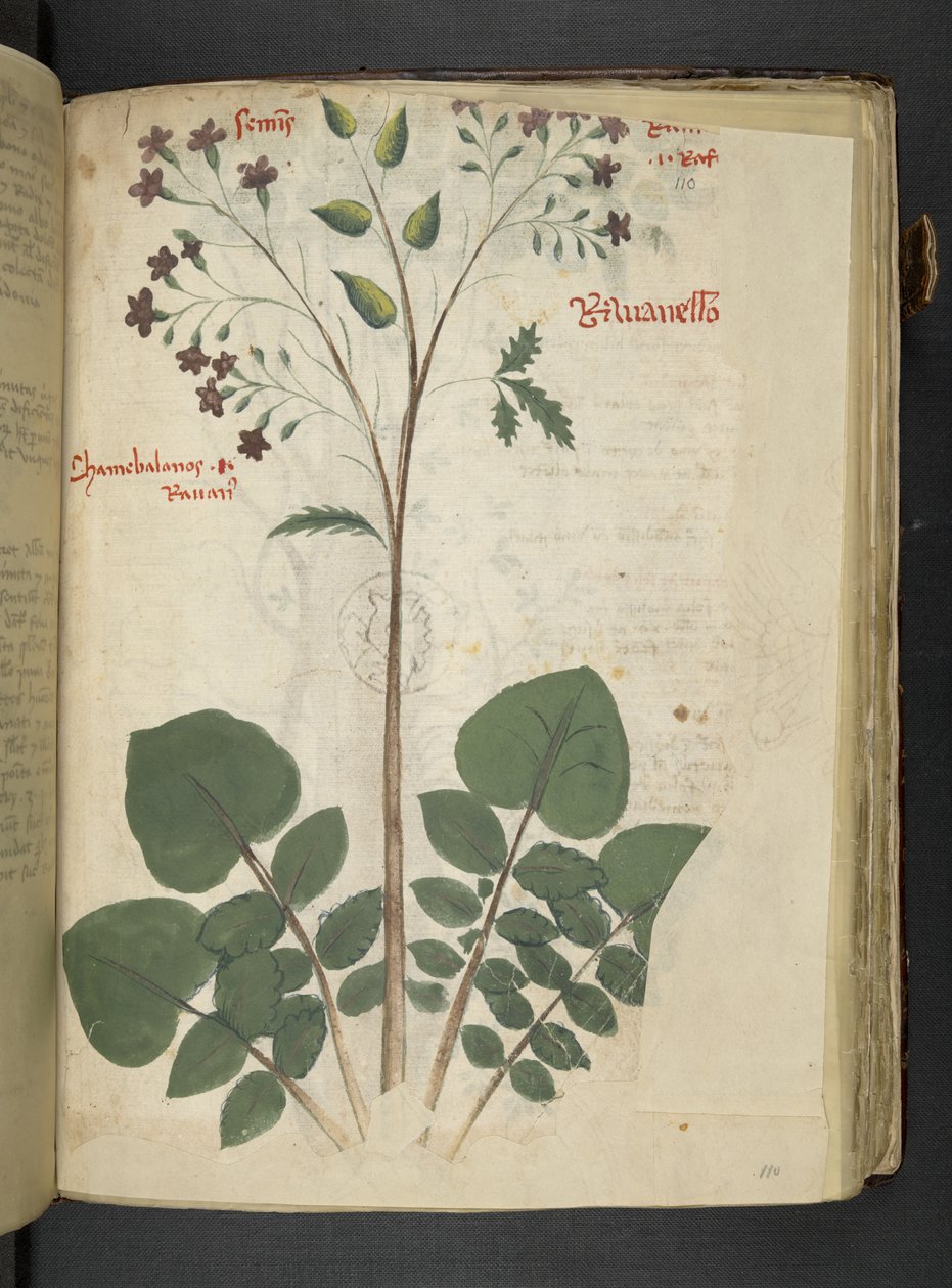 أضف MS 41623 f.110r 
