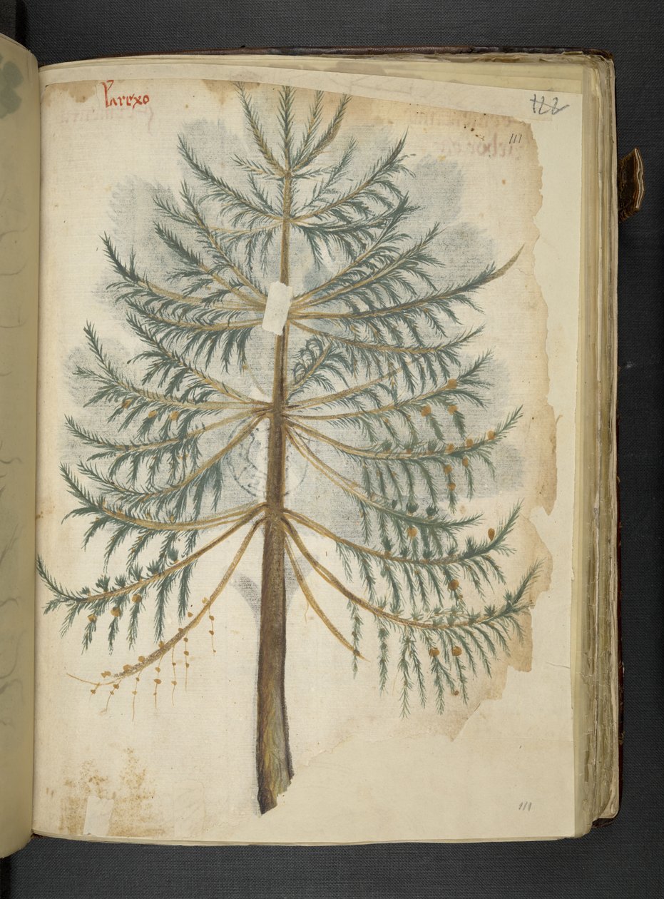 أضف MS 41623 f.111r 