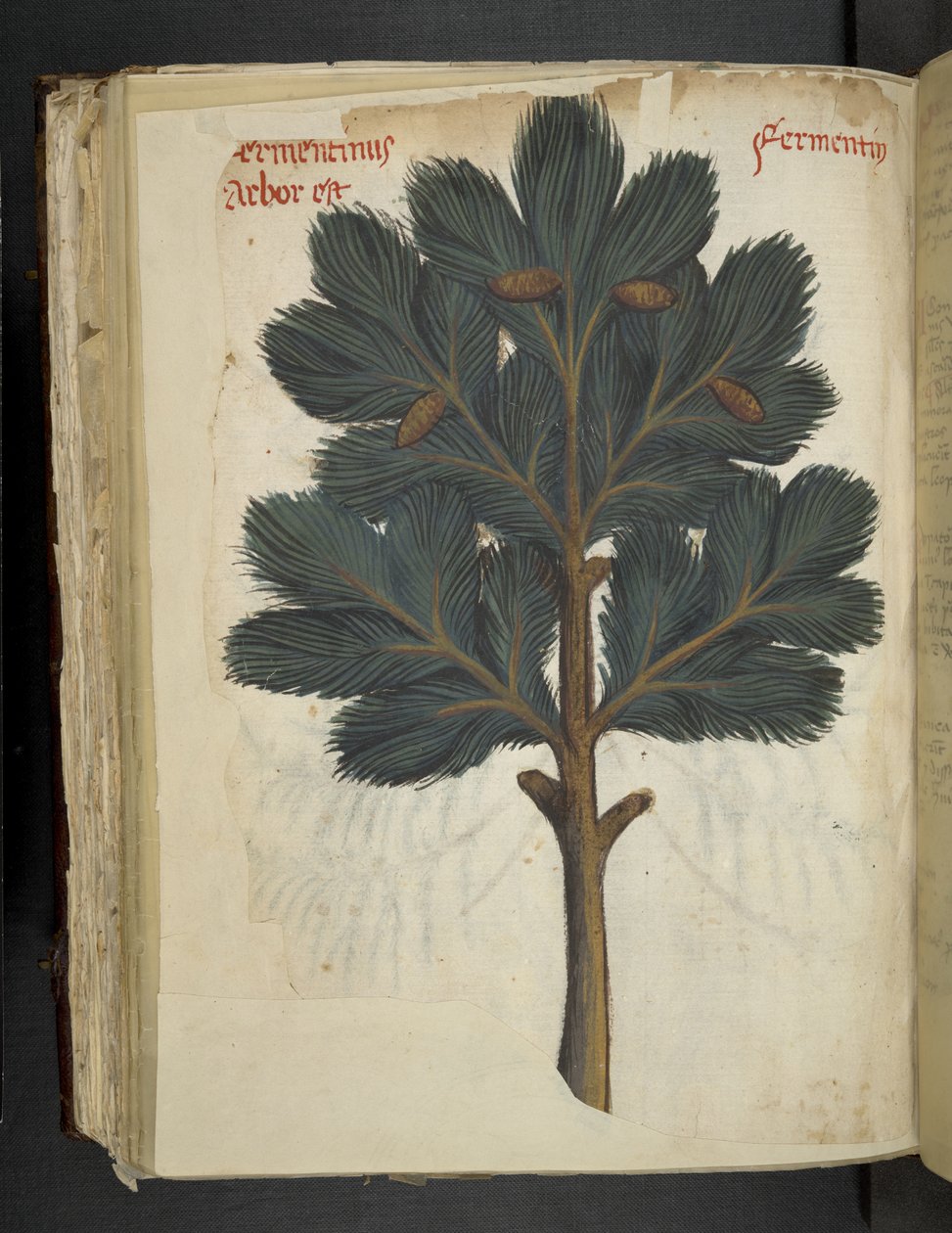 أضف MS 41623 f.111v Pine ، من "A Herbal" ، Belluno (الحبر واللون على الرق) بواسطة المدرسة الايطالية