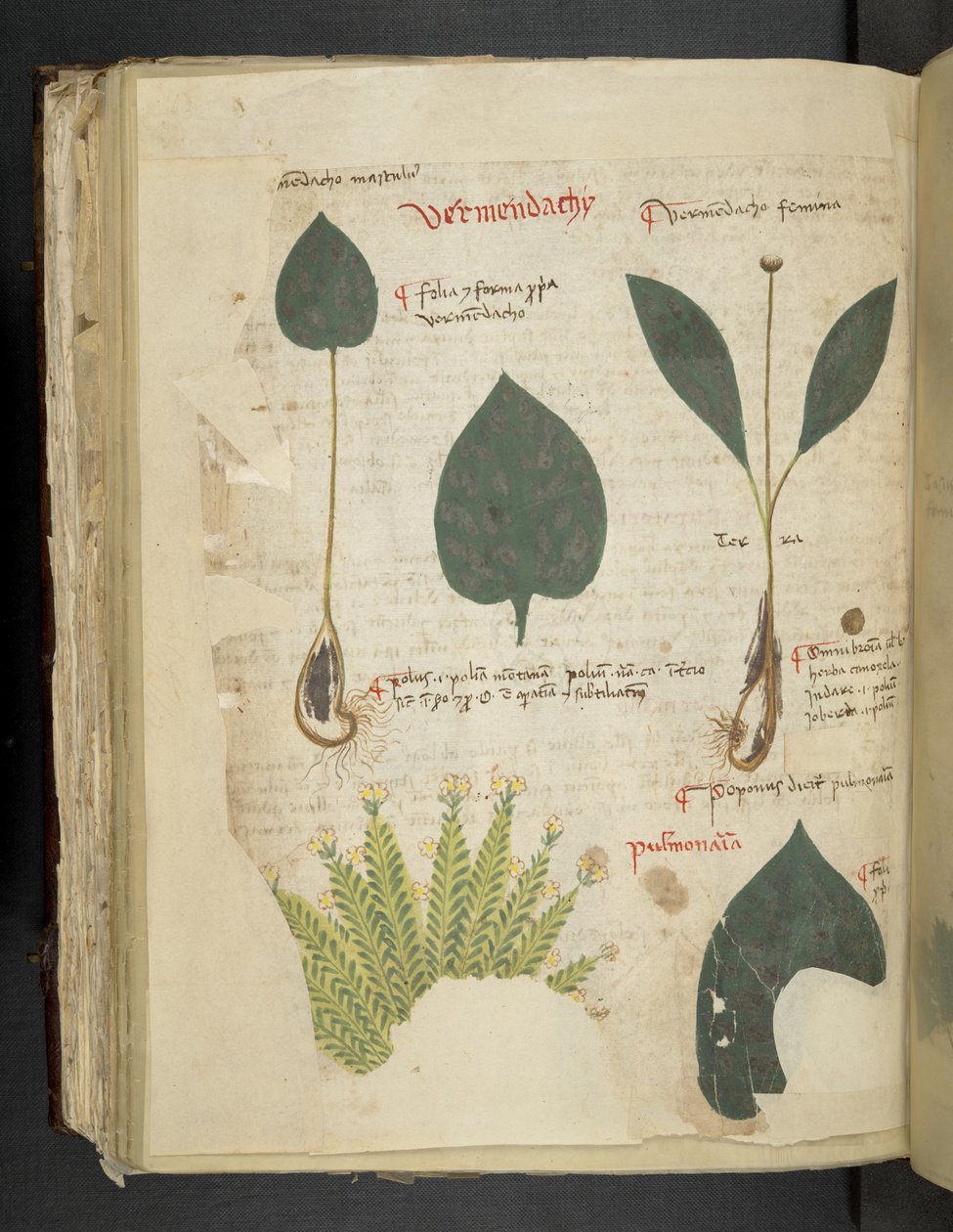 أضف MS 41623 f.112v Pulmonaria ، من "A herbal" ، Belluno (الحبر واللون على الرق) بواسطة المدرسة الايطالية