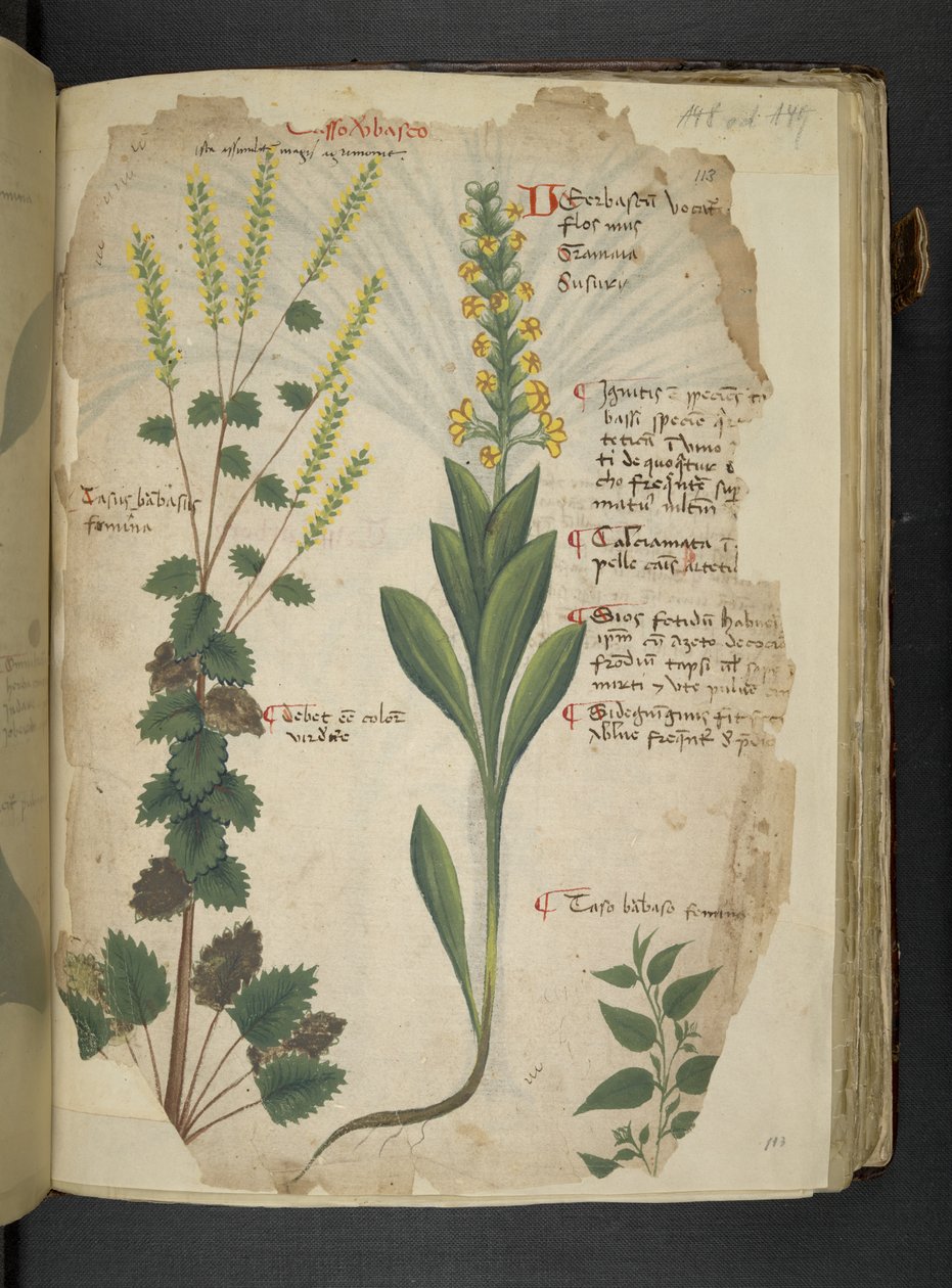 أضف MS 41623 f.113r 