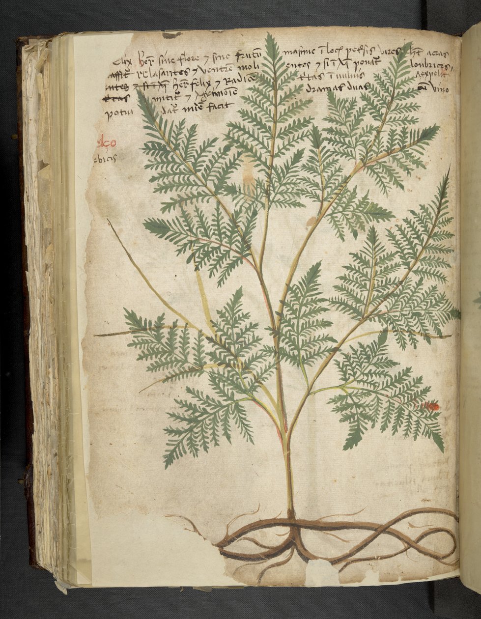 أضف MS 41623 f.114v 