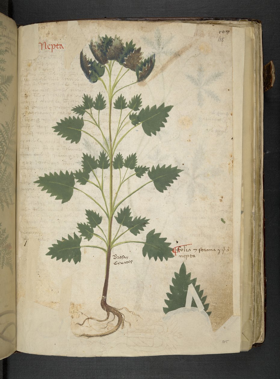 أضف MS 41623 f.115r Nepta ، من "A herbal" ، Belluno (الحبر واللون على الرق) بواسطة المدرسة الايطالية