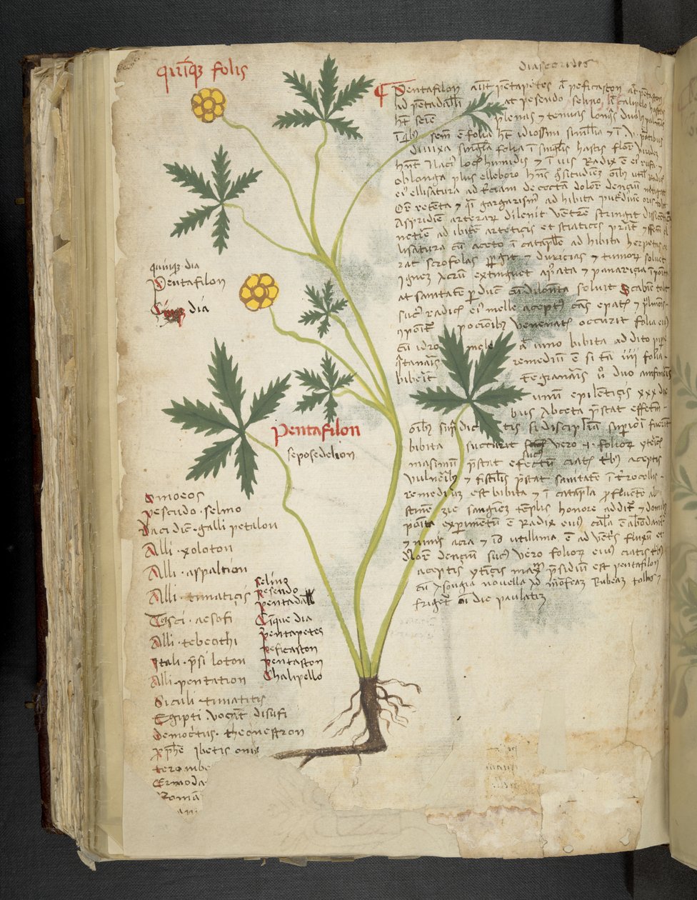 أضف MS 41623 f.115v Pentafilon (أو "Potentilla") ، من "A herbal" ، Belluno (حبر ولون على ورق) بواسطة المدرسة الايطالية