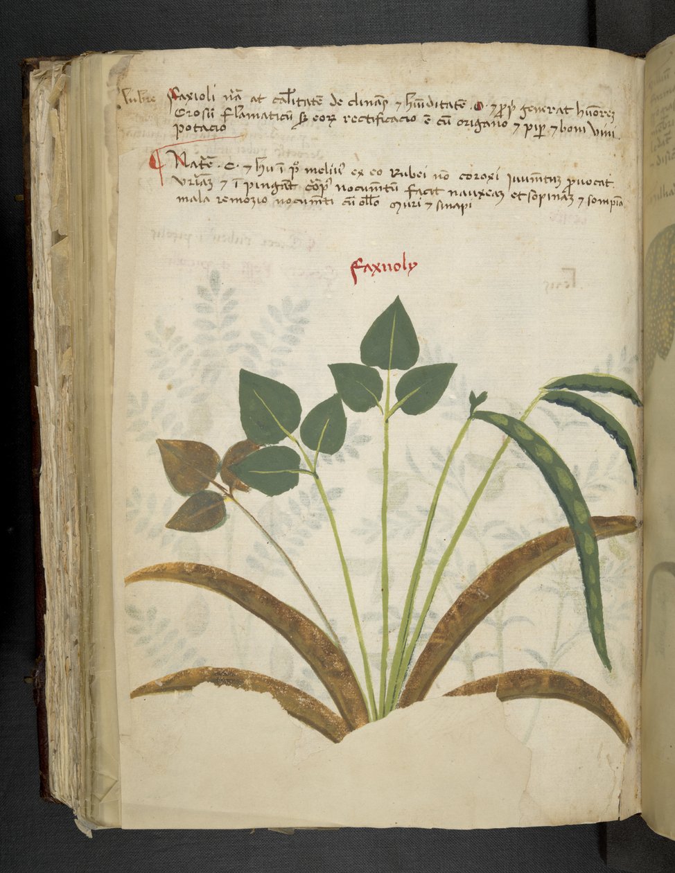 أضف MS 41623 f.116v 