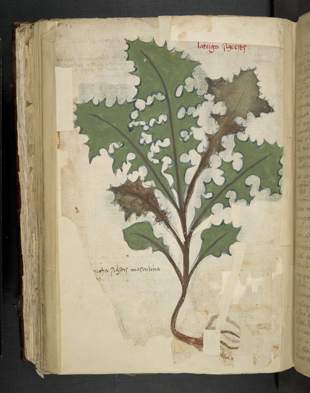 أضف MS 41623 f.118v Dandelion Leaf، من 'Aherbal'، Belluno (حبر ولون على الرق) بواسطة المدرسة الايطالية