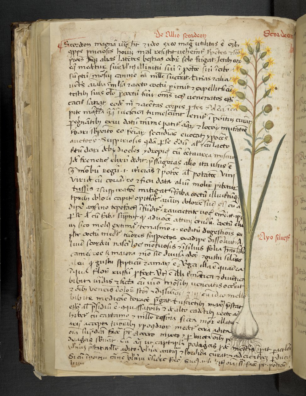 أضف MS 41623 f.119v 