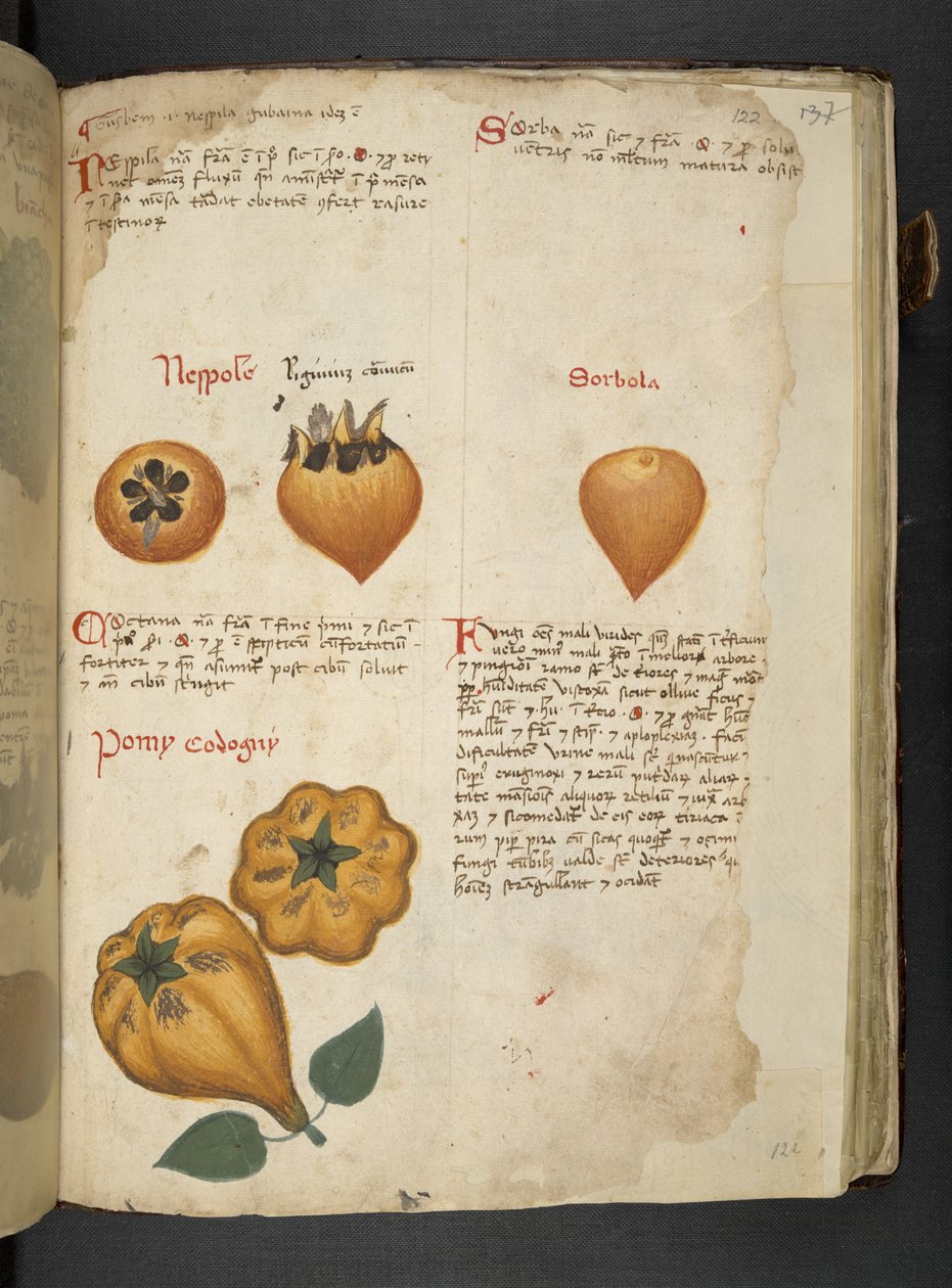 أضف MS 41623 f.122r Pere Cotogne و Sorbo ، من "A herbal" ، Belluno (الحبر واللون على ورق) بواسطة المدرسة الايطالية