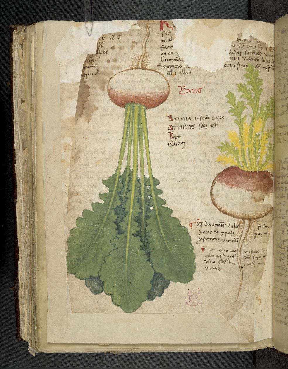 أضف MS 41623 f.126v 
