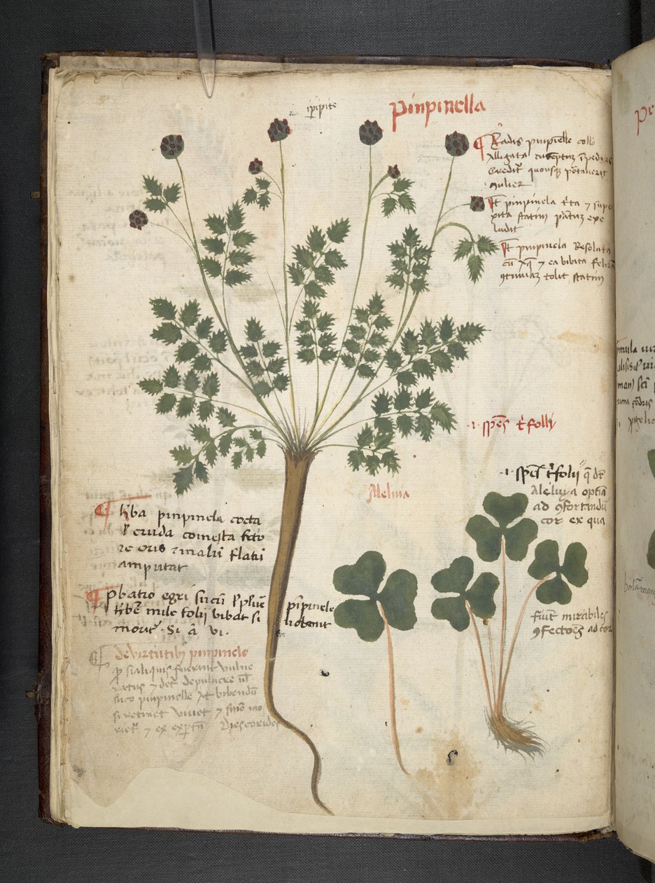أضف MS 41623 f.14v A عشبي ، Belluno (حبر ولون على ورق) بواسطة المدرسة الايطالية