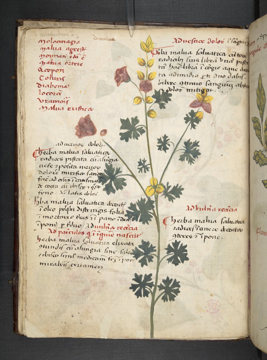 إضافة MS 41623 f.19v A عشبي، Belluno (حبر ولون على الرق) بواسطة المدرسة الايطالية