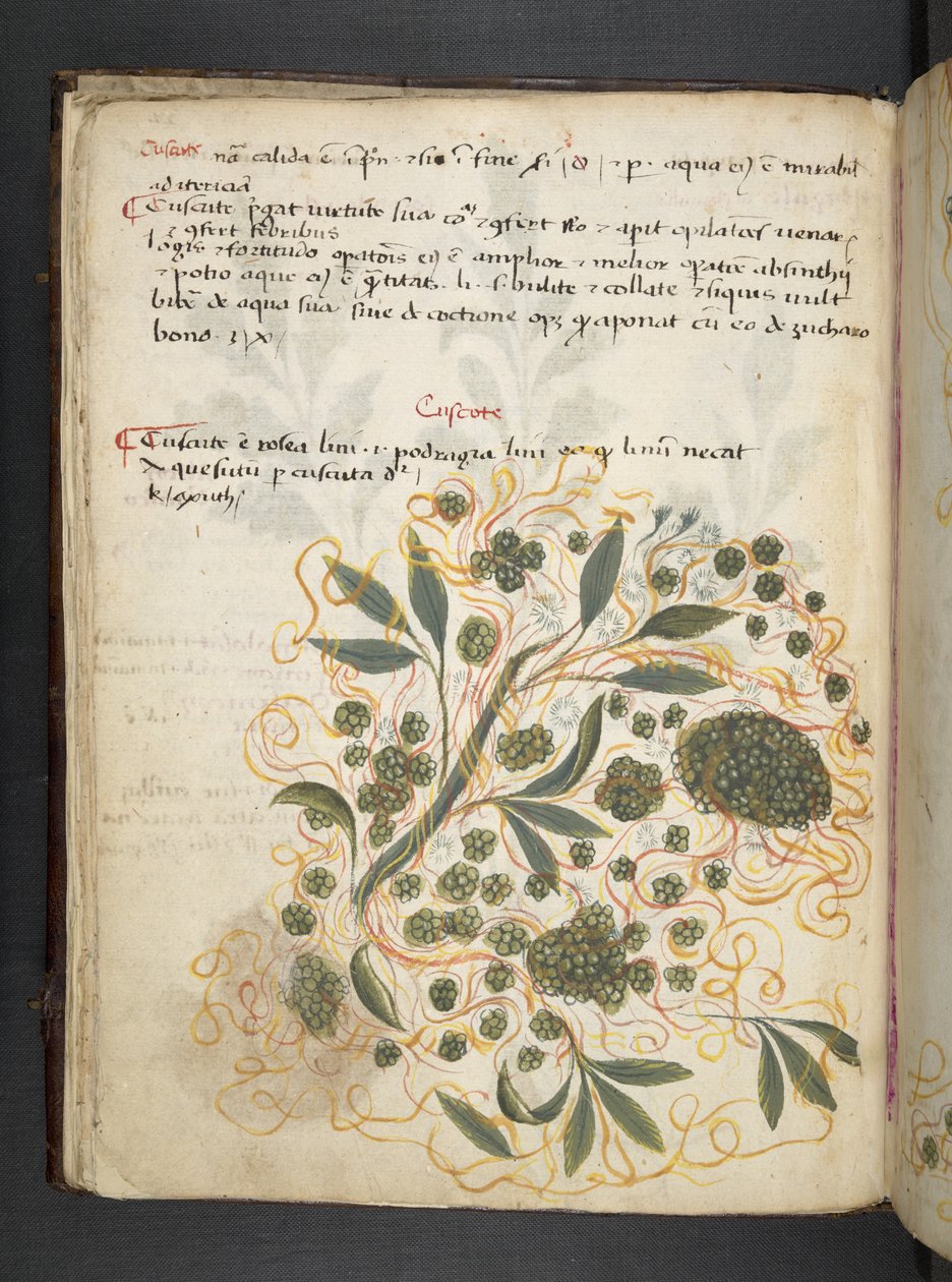 أضف MS 41623 f.20v A عشبي ، Belluno (حبر ولون على ورق) بواسطة المدرسة الايطالية