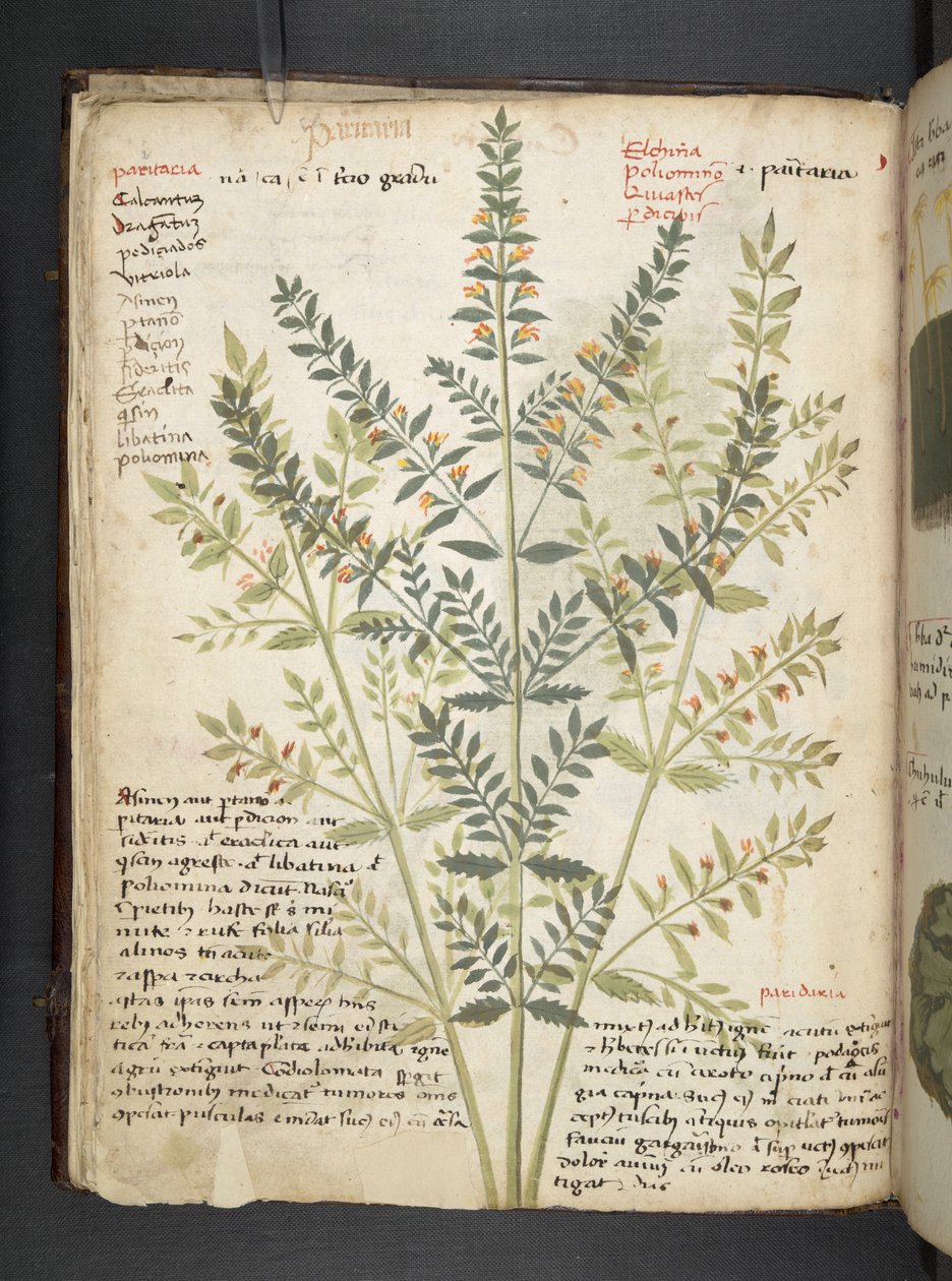 أضف MS 41623 f.21v A عشبي ، Belluno (حبر ولون على ورق) بواسطة المدرسة الايطالية