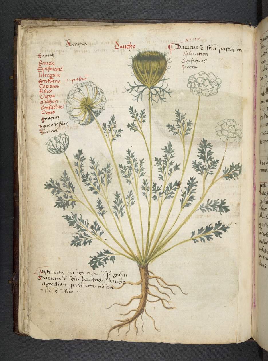 أضف MS 41623 f.22v A عشبي ، Belluno (حبر ولون على ورق) بواسطة المدرسة الايطالية