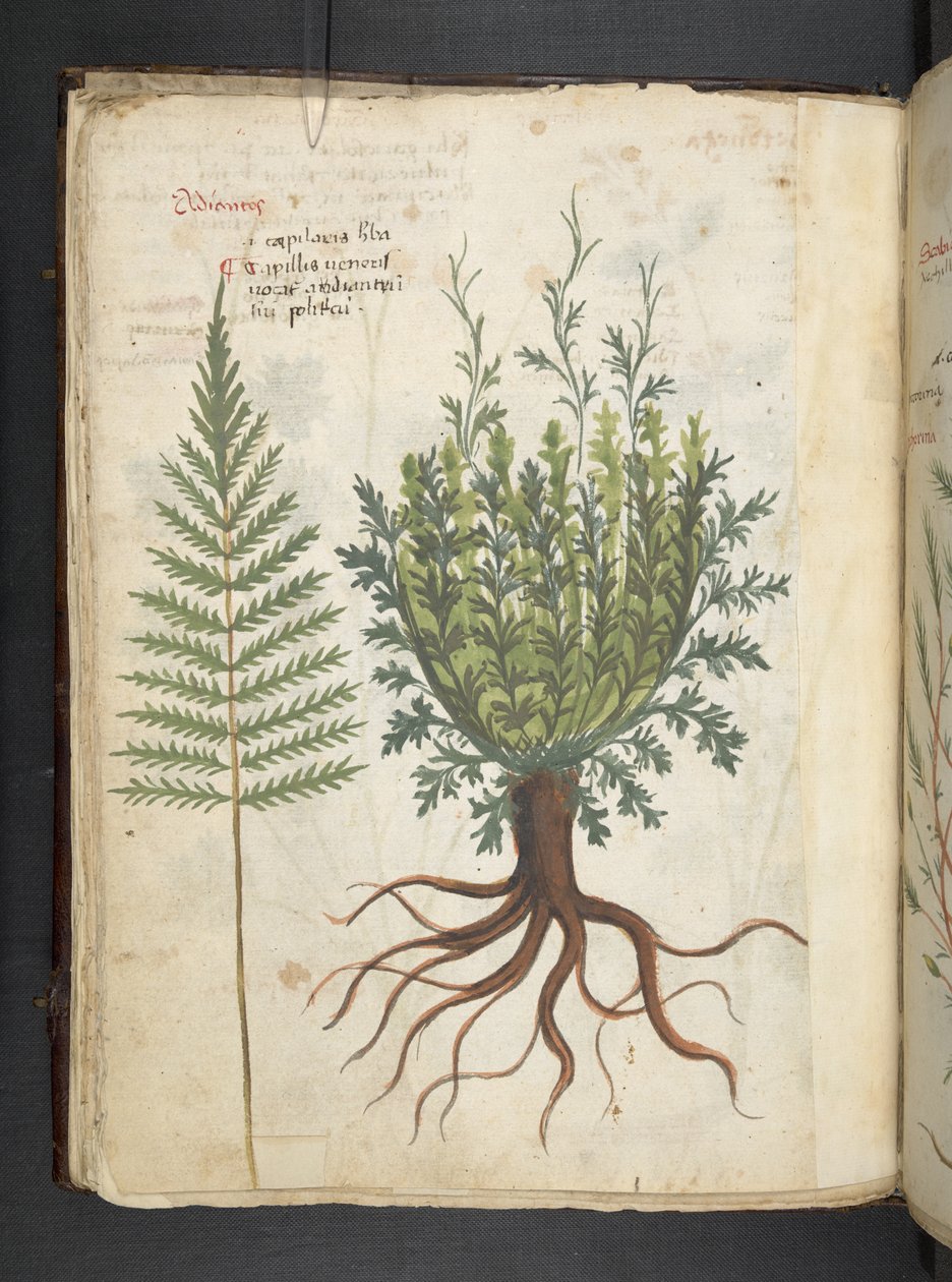 أضف MS 41623 f.25v A عشبي ، Belluno (حبر ولون على ورق) بواسطة المدرسة الايطالية