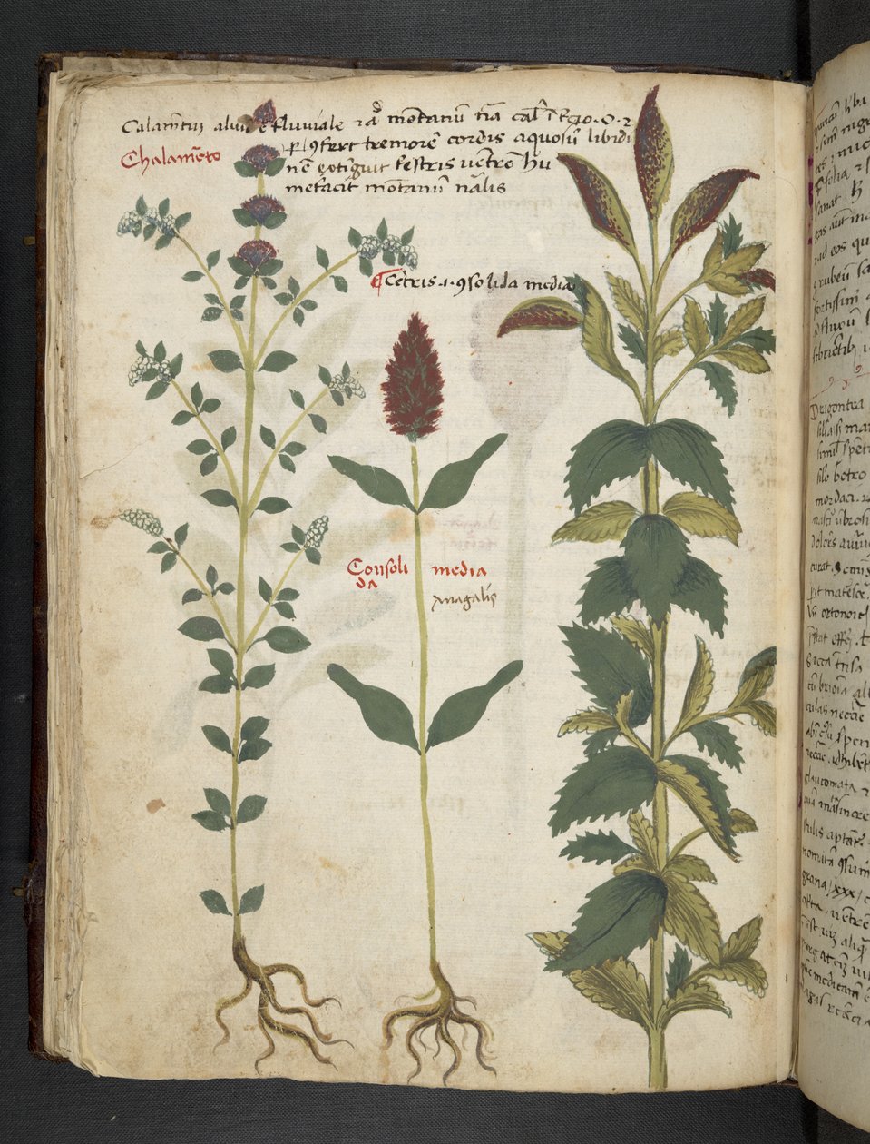 أضف MS 41623 f.30v "A herbal" ، Belluno (حبر ولون على ورق) بواسطة المدرسة الايطالية
