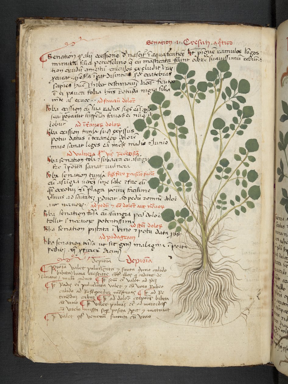 أضف MS 41623 f.32v 