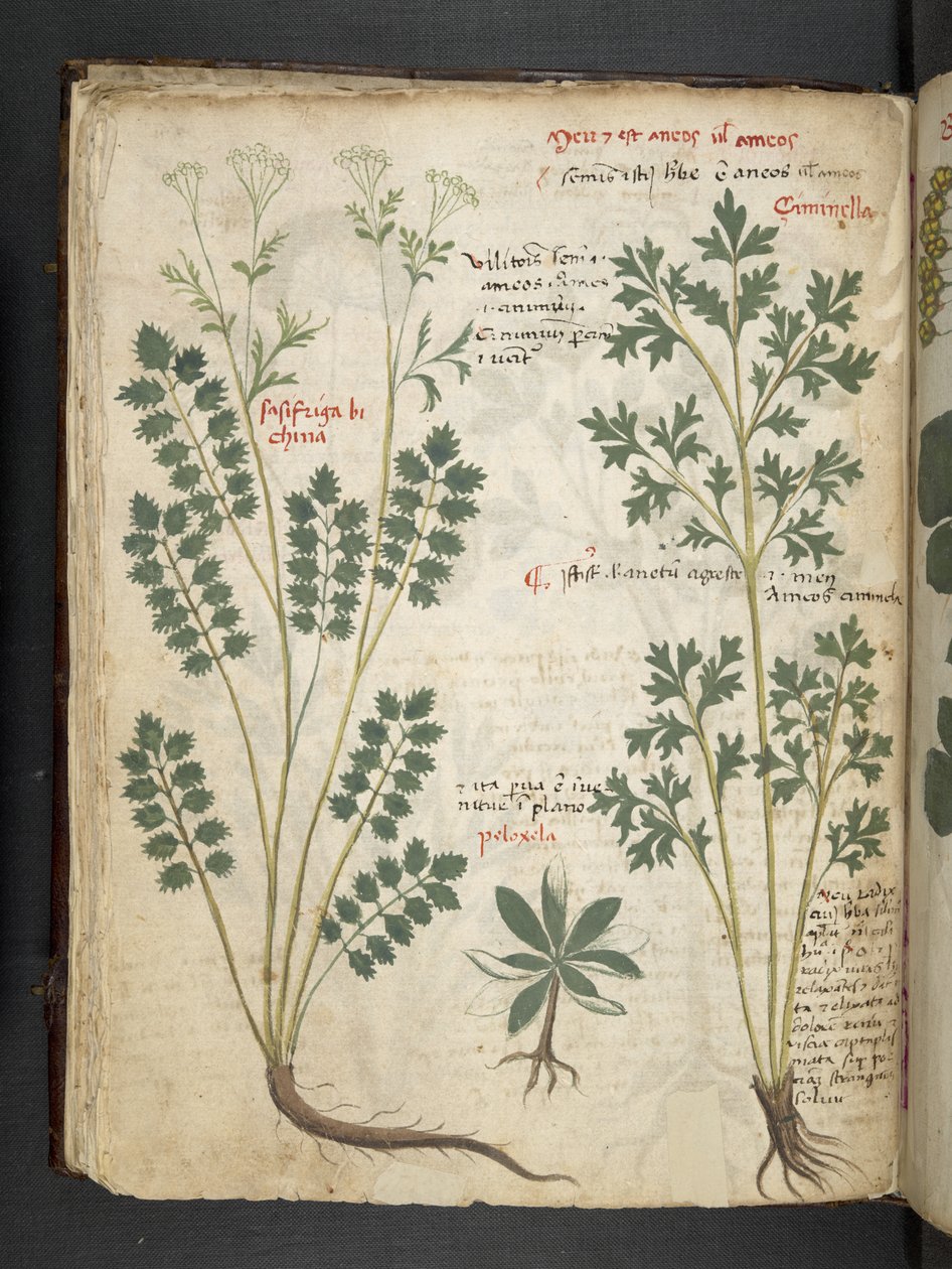 أضف MS 41623 f.33v "A herbal" ، Belluno (حبر ولون على ورق) بواسطة المدرسة الايطالية
