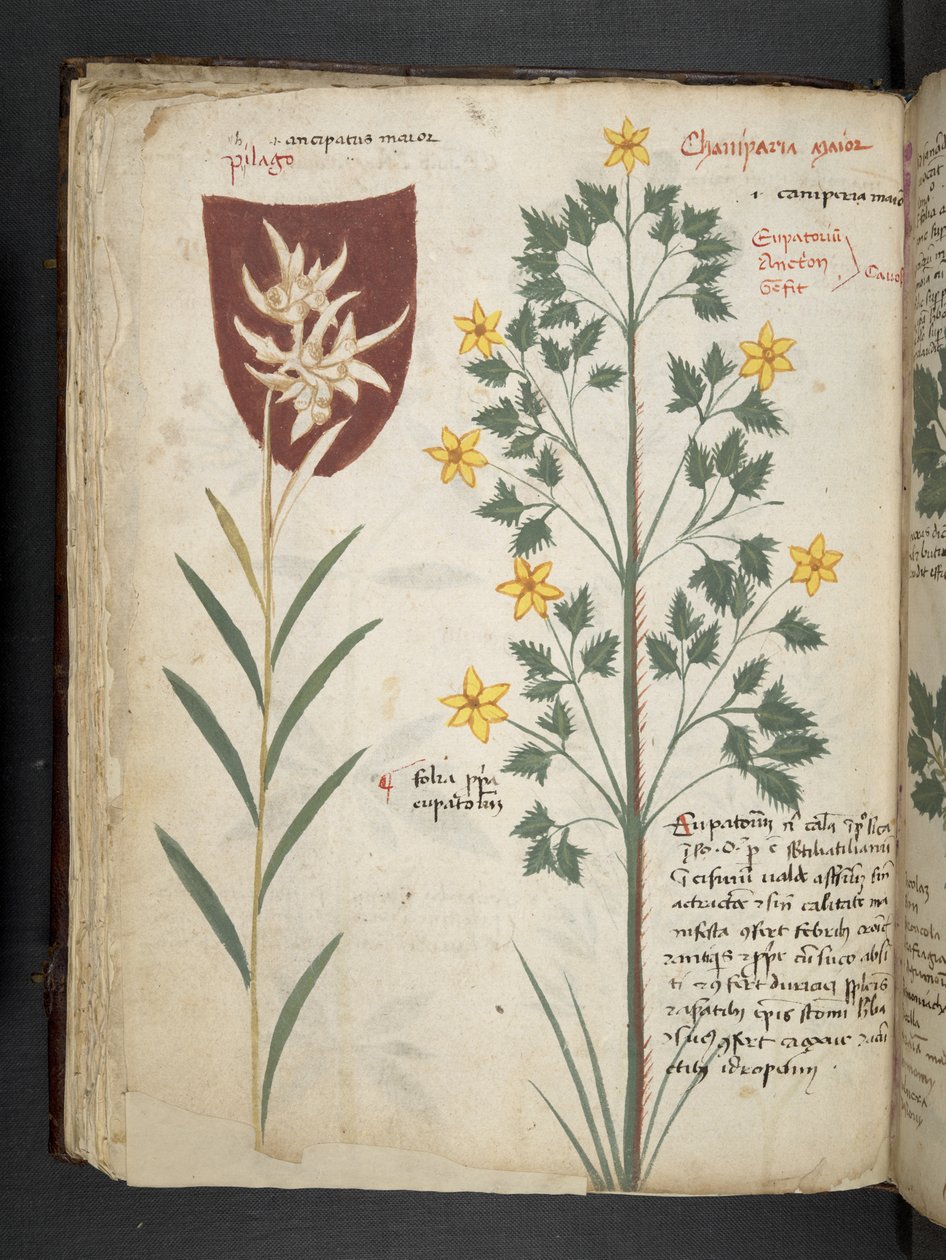 أضف MS 41623 f.35v "A herbal" ، Belluno (حبر ولون على ورق) بواسطة المدرسة الايطالية