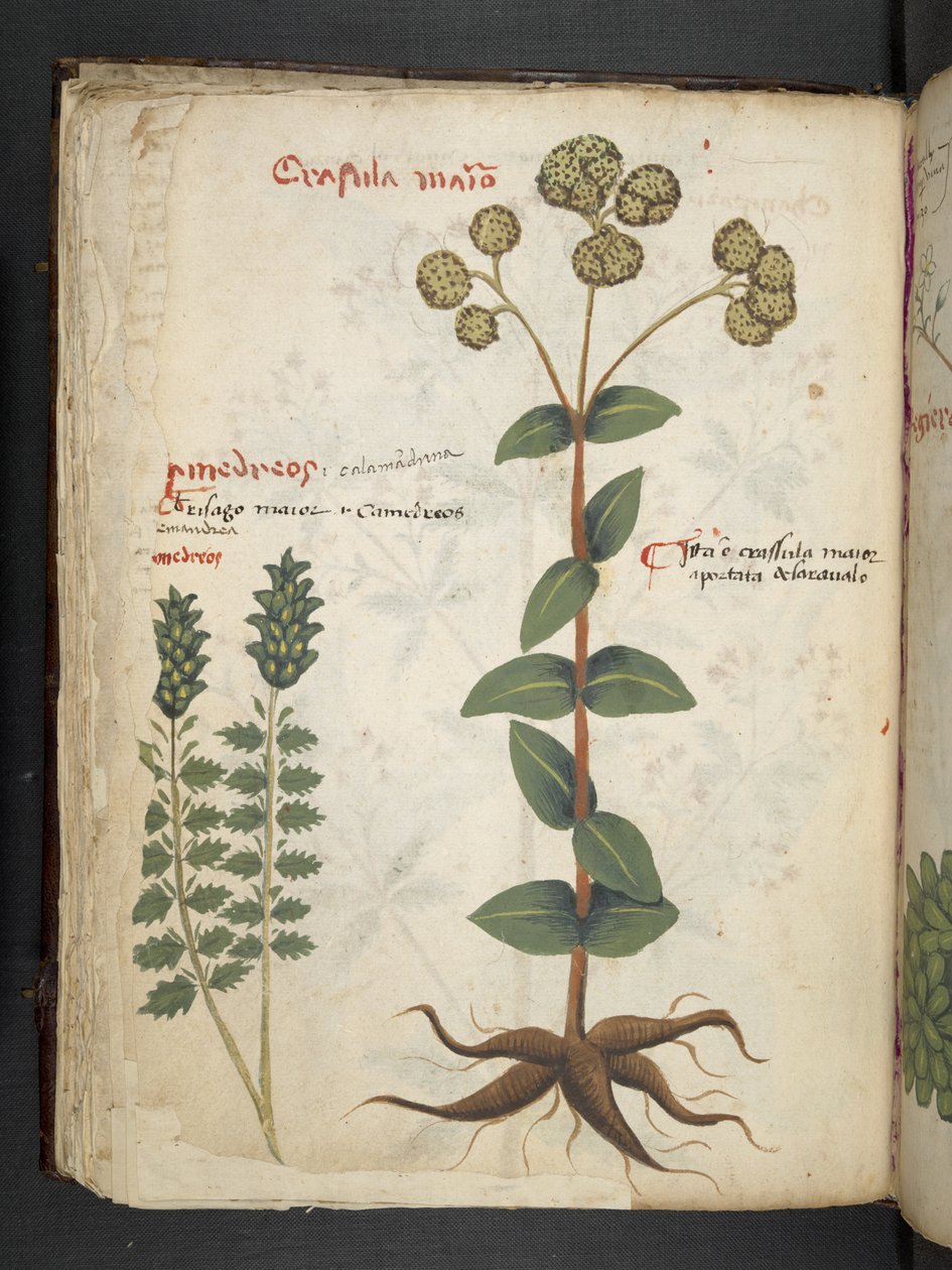 أضف MS 41623 f.37v 