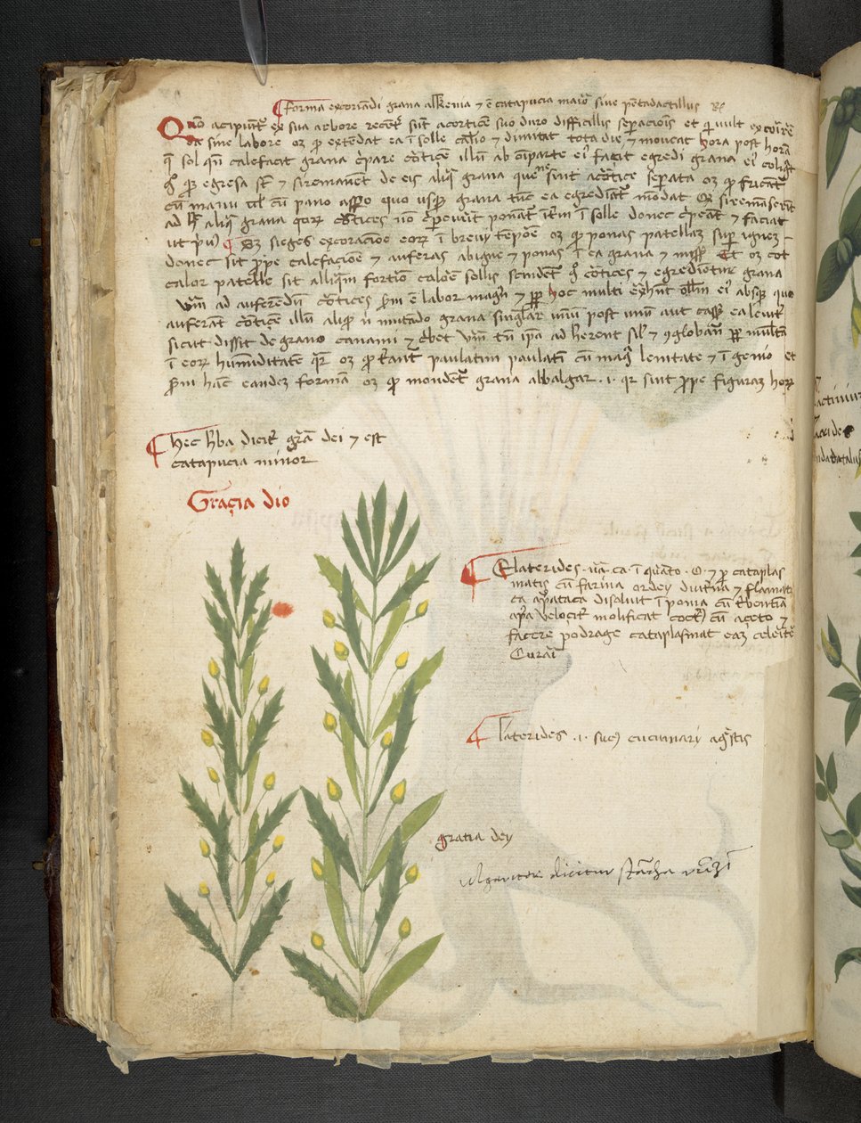 أضف MS 41623 f.39v 