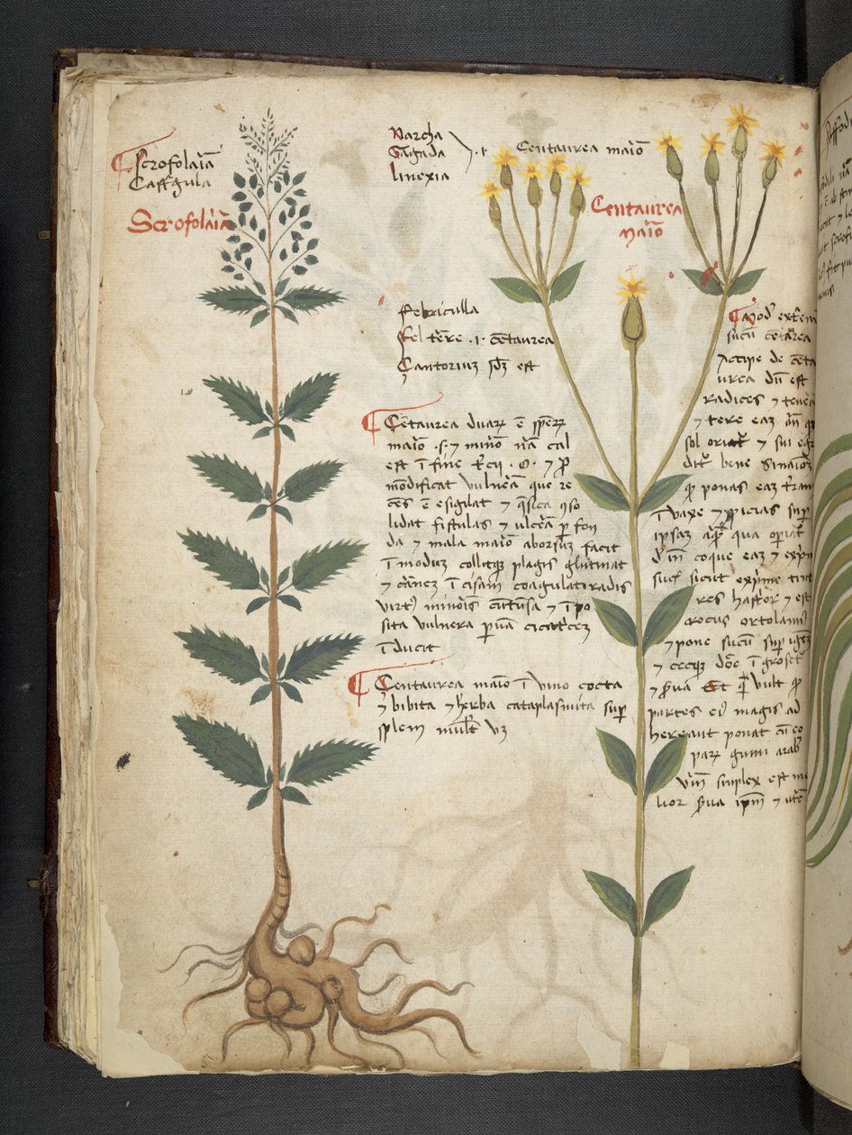 أضف MS 41623 f.48v "A herbal" ، Belluno (حبر ولون على ورق) بواسطة المدرسة الايطالية