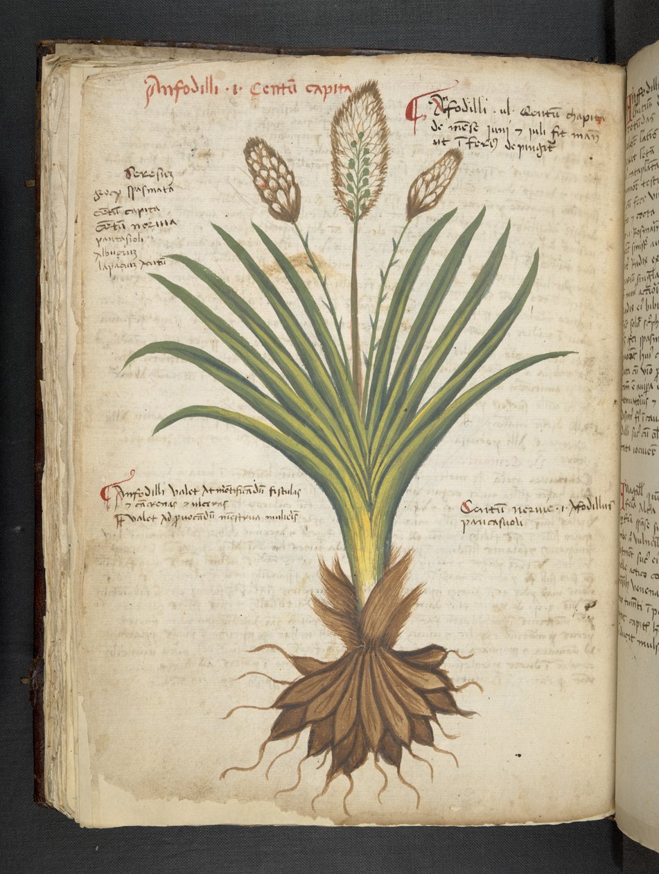إضافة MS 41623 f.50v 'Aherbal'، Belluno (حبر ولون على الرق) بواسطة المدرسة الايطالية
