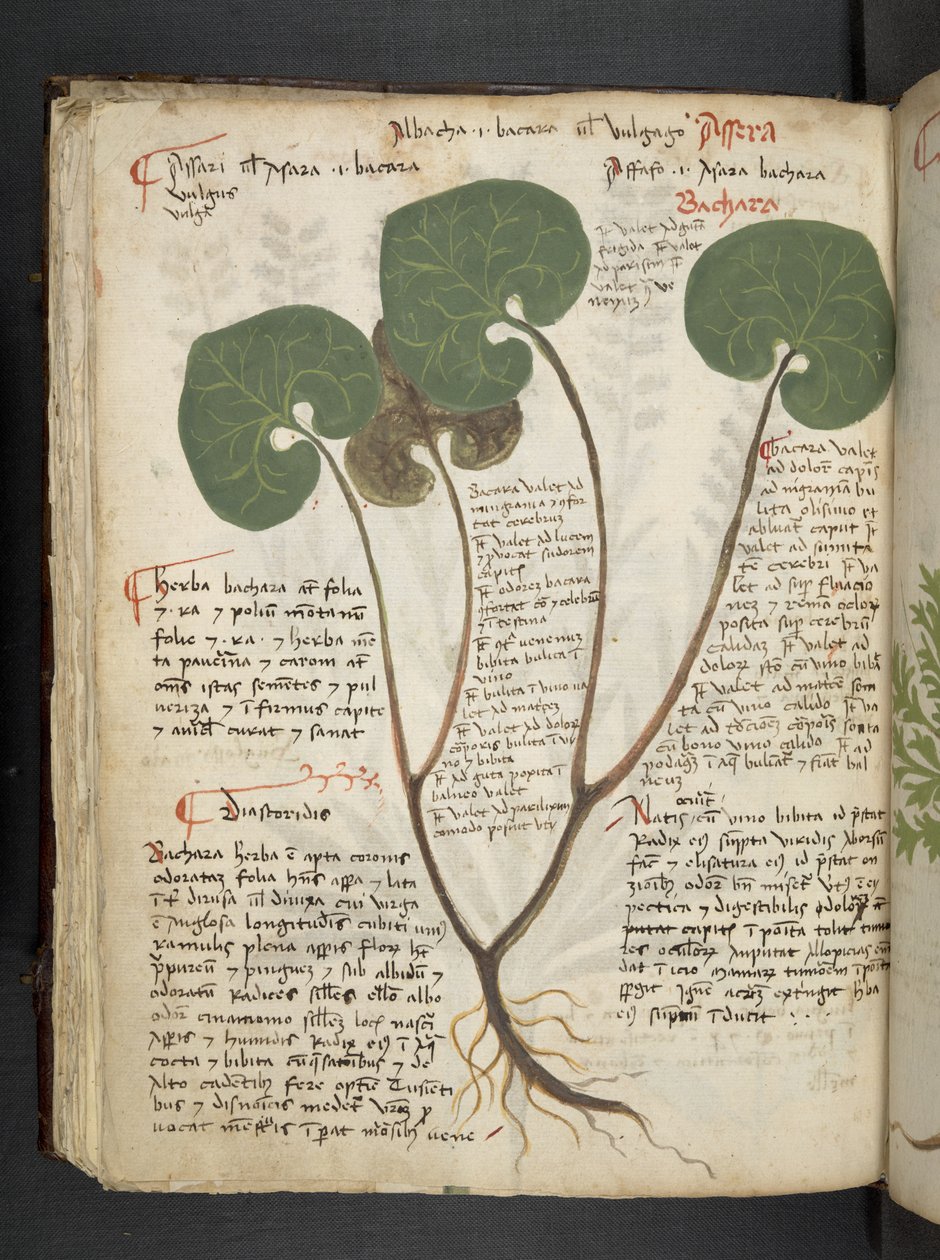 أضف MS 41623 f.60v "A herbal" ، Belluno (حبر ولون على ورق) بواسطة المدرسة الايطالية