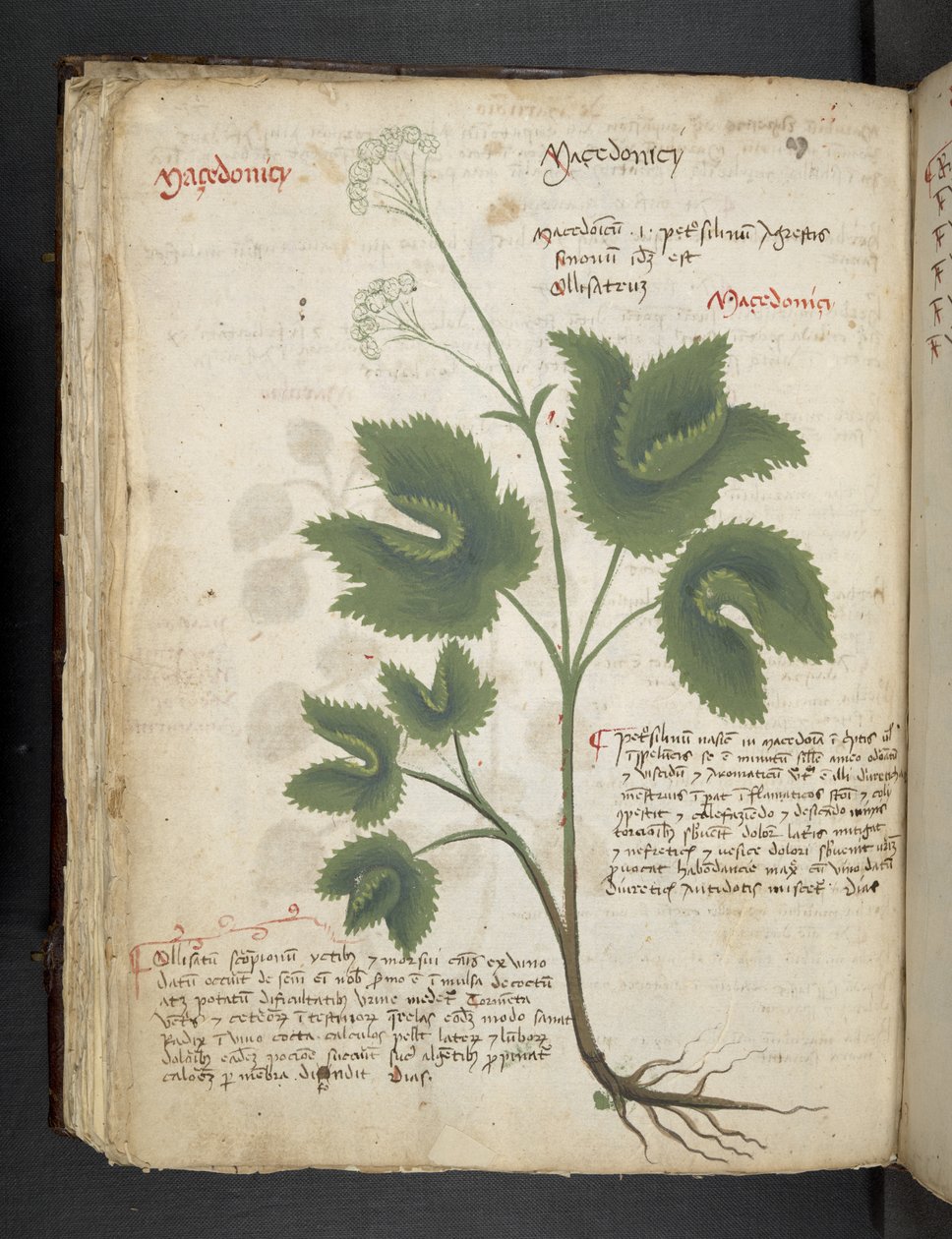 أضف MS 41623 f.67v "A herbal" ، Belluno (حبر ولون على ورق) بواسطة المدرسة الايطالية