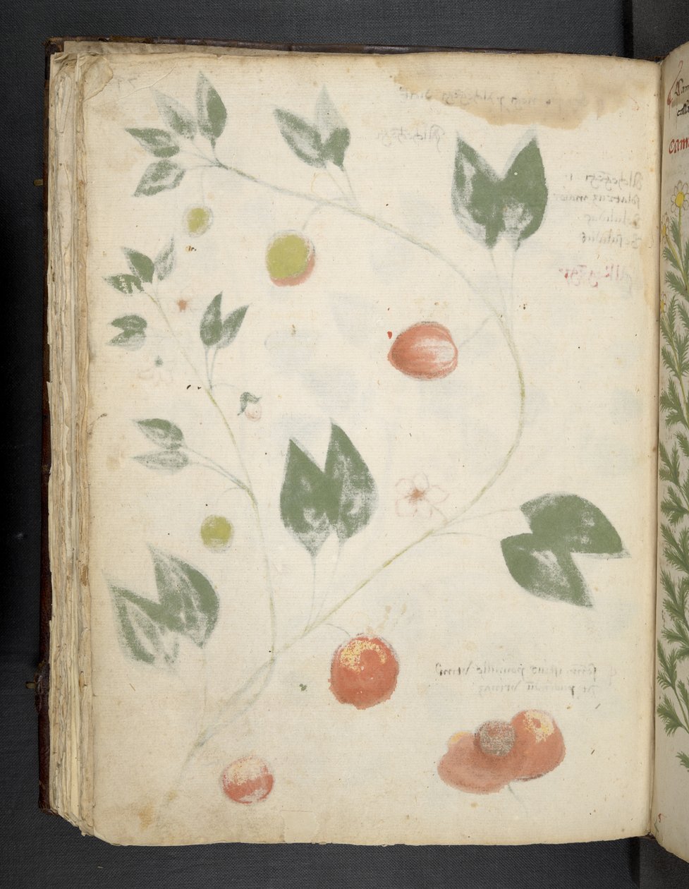 أضف MS 41623 f.70v 