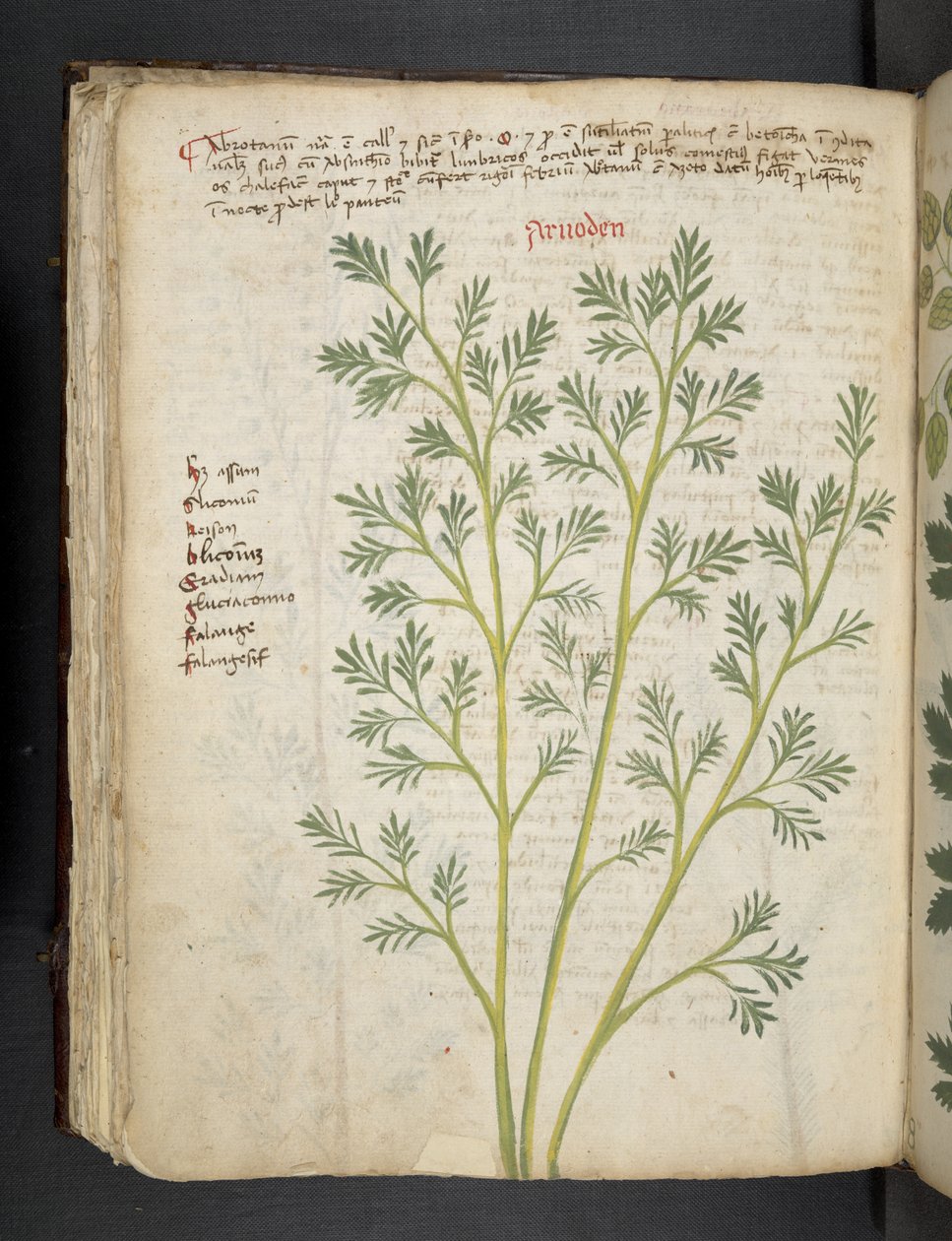 أضف MS 41623 f.74v "A herbal" ، Belluno (حبر ولون على ورق) بواسطة المدرسة الايطالية